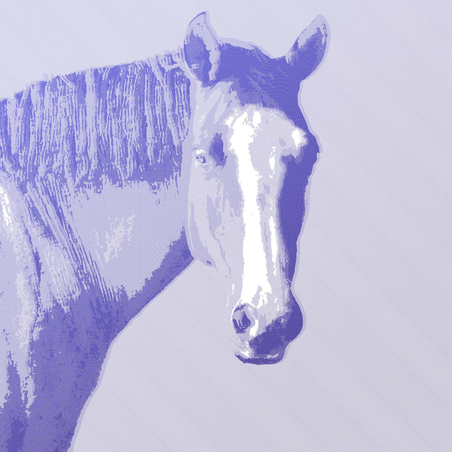 Horse Engraving - image 1 - student project