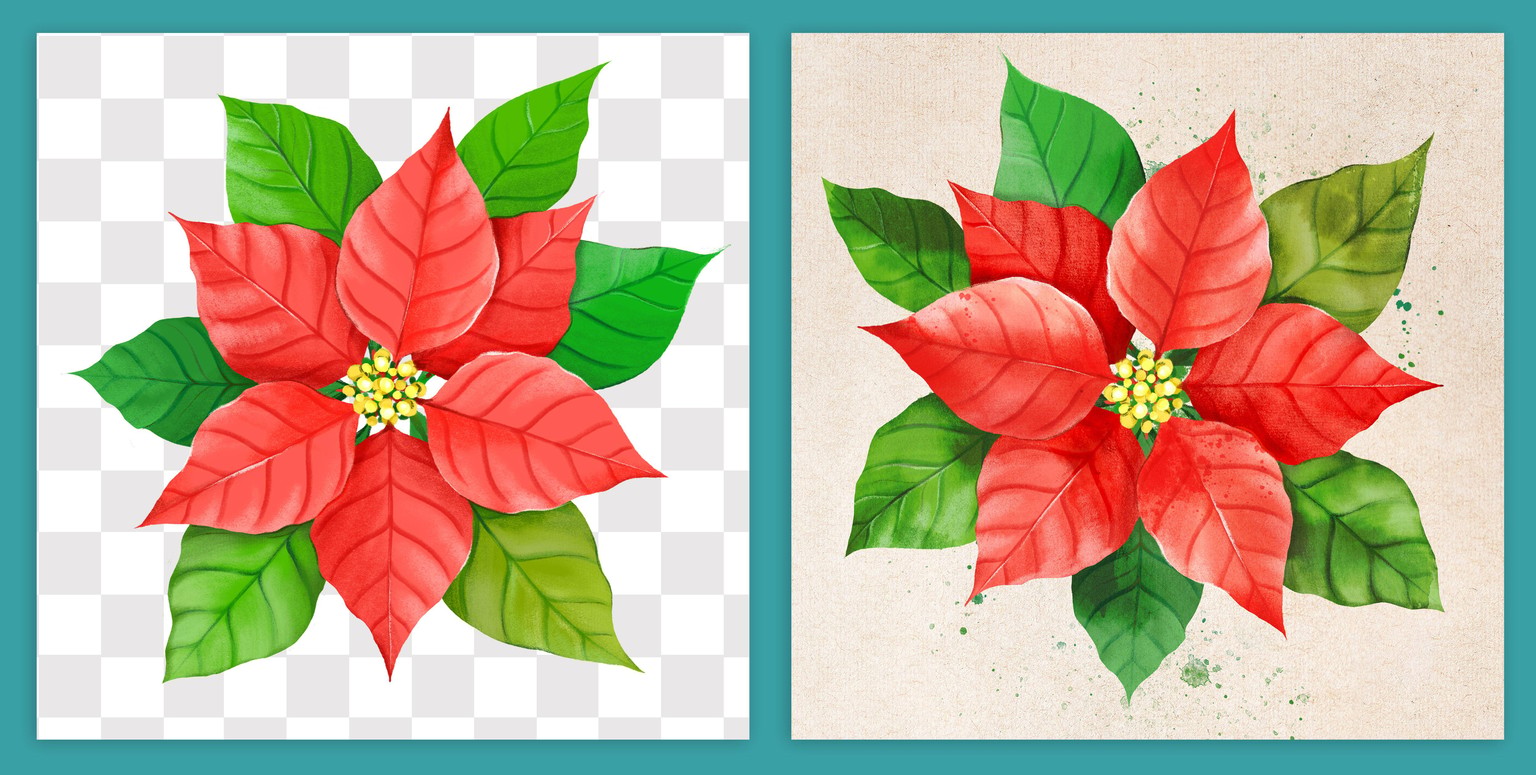 My Finished Poinsettia – From Illustration to Final Design - image 1 - student project