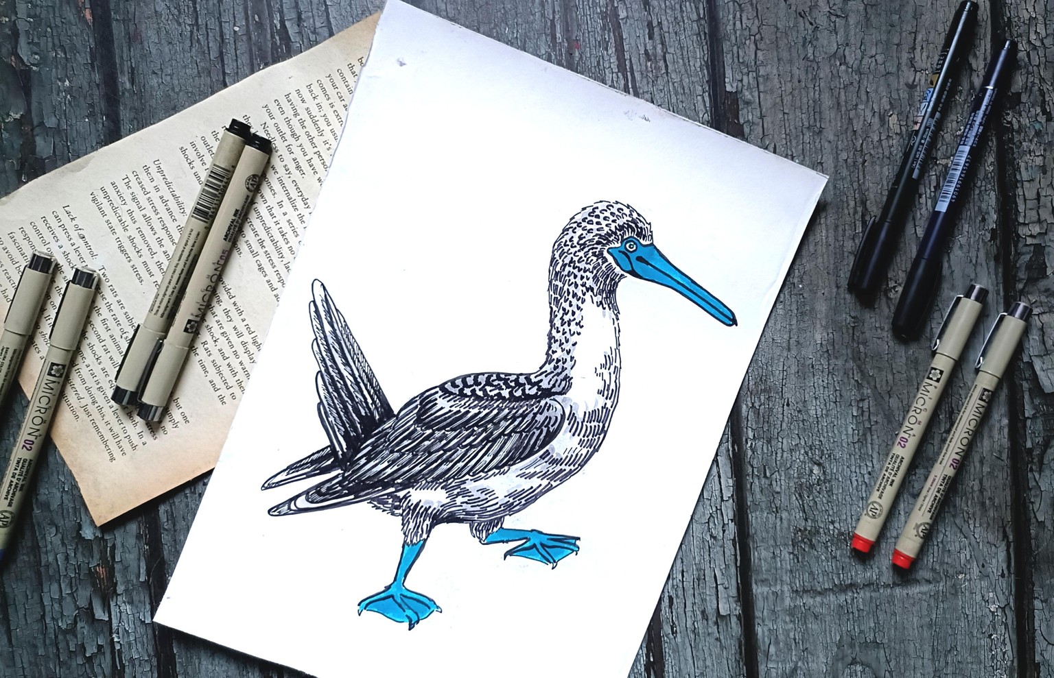 Blue Footed Bird - image 2 - student project