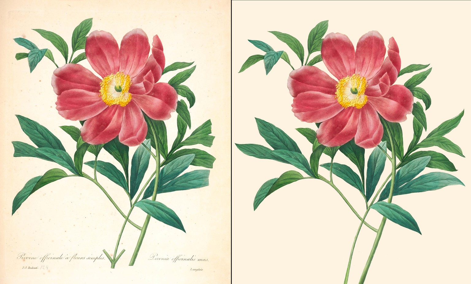 Class: Extending & Restoring Botanical Artworks in Adobe Photoshop - image 1 - student project