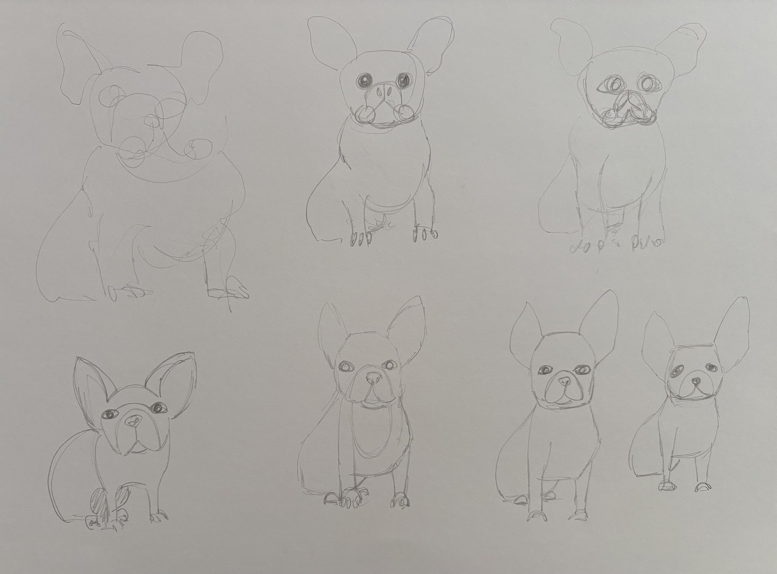 Prima Donna French Poodle - image 8 - student project