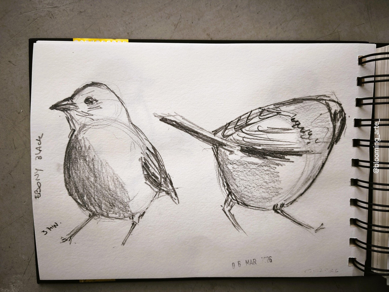 Pencil Sketching: quick and loose animals - image 5 - student project