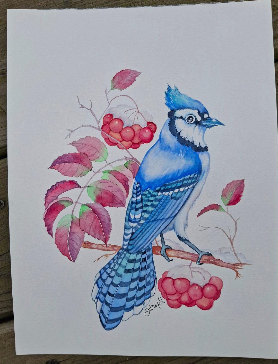 Bluejay - image 1 - student project