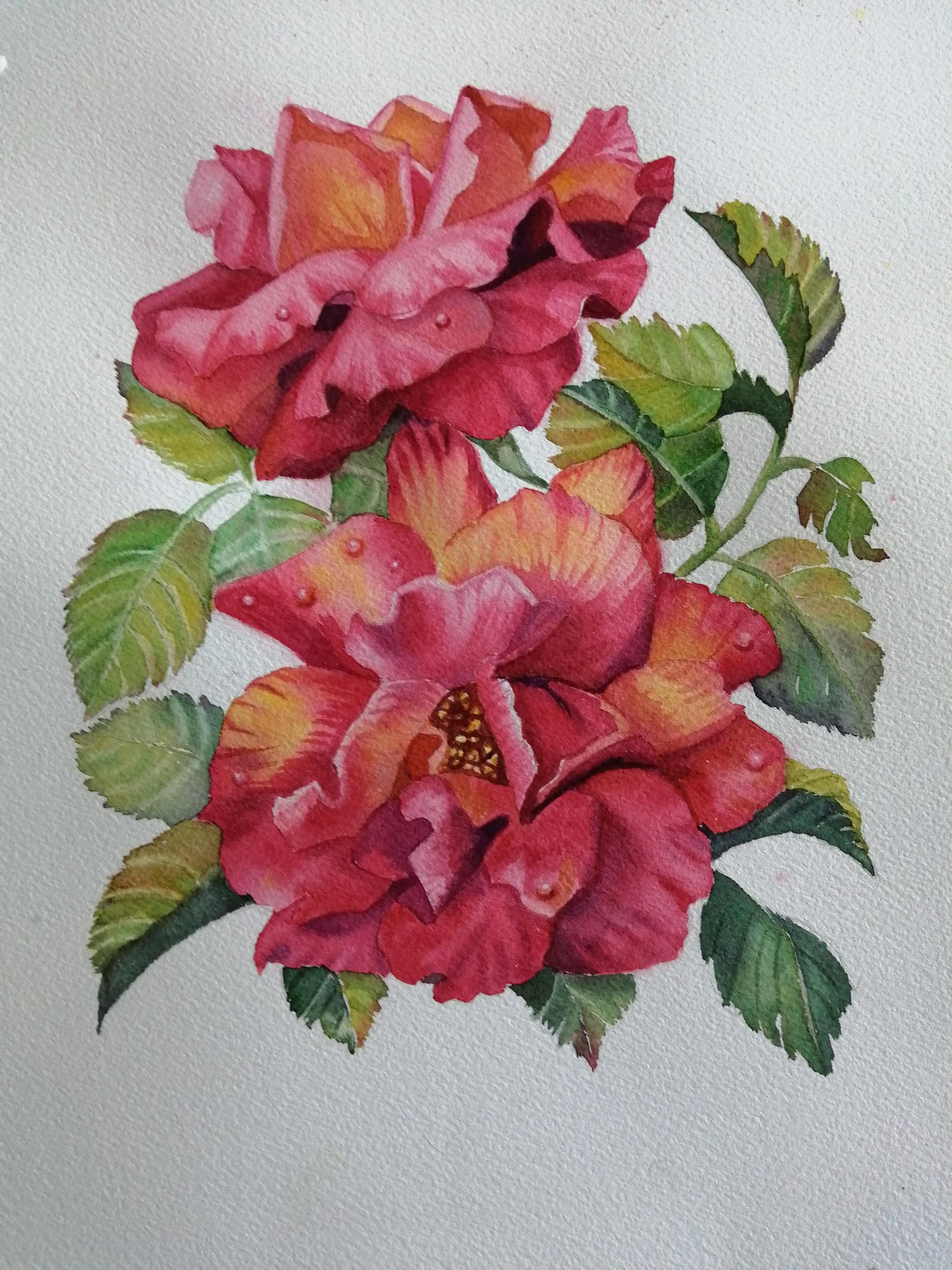 Roses - image 1 - student project