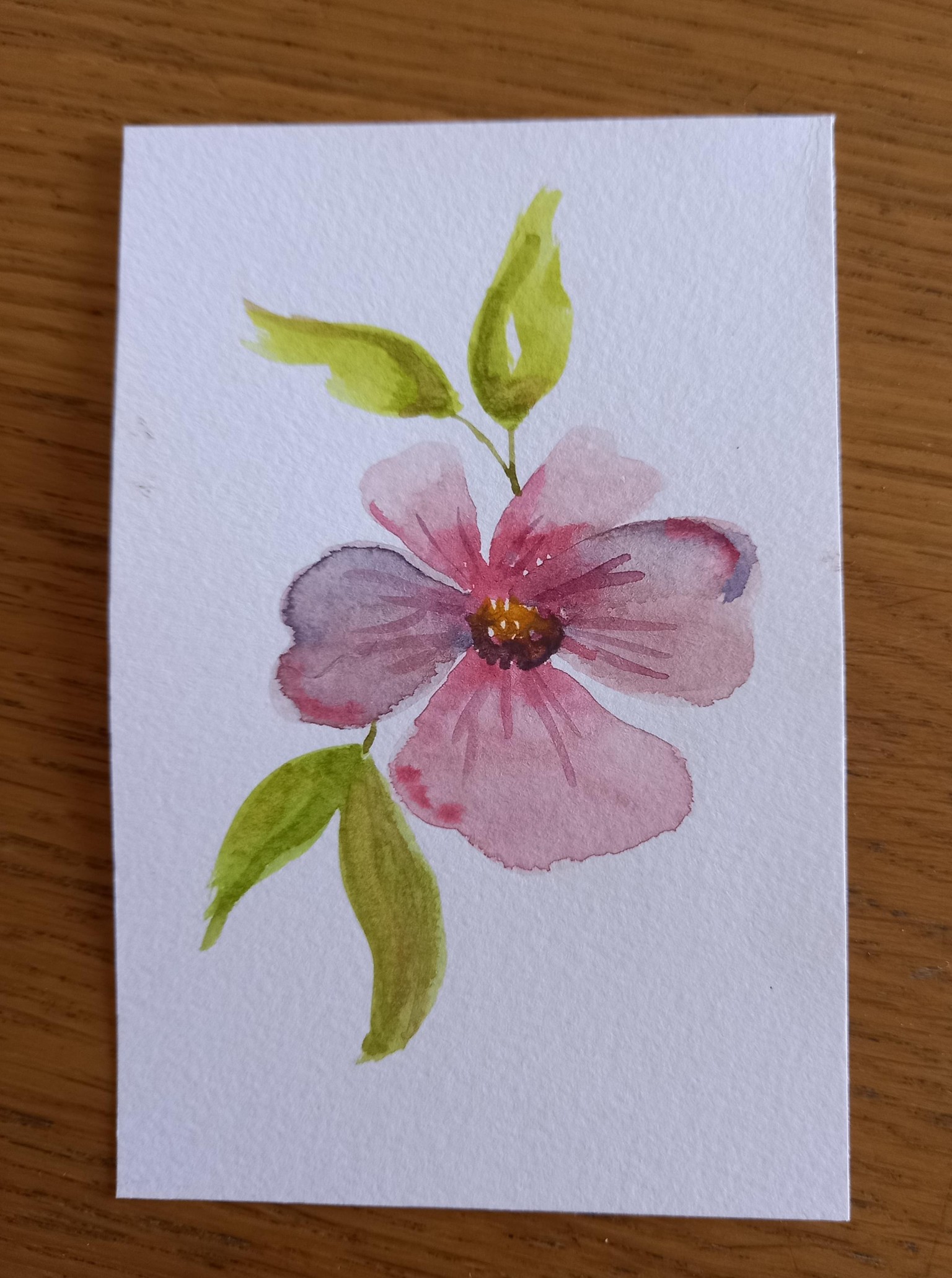 My first pansy - image 1 - student project