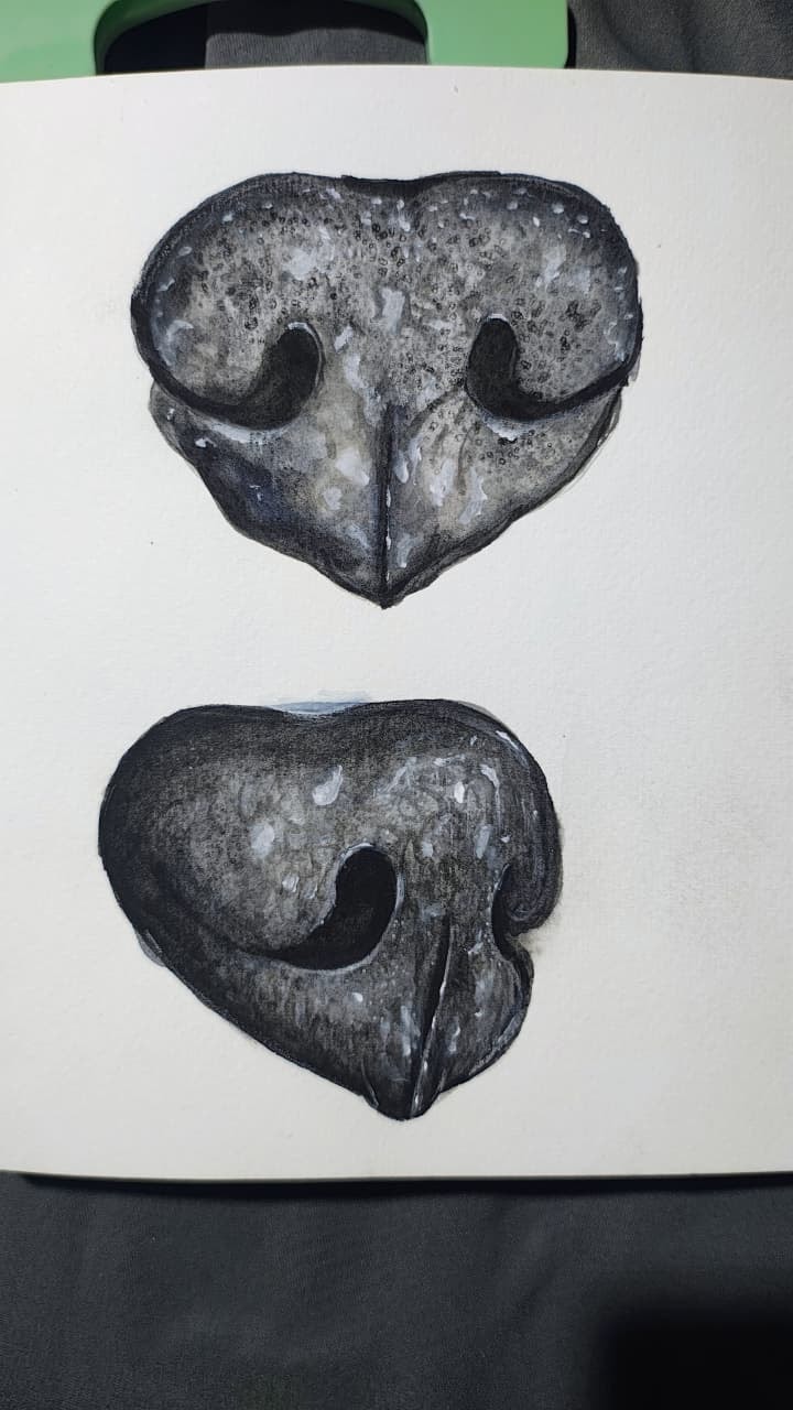 my noses - image 1 - student project