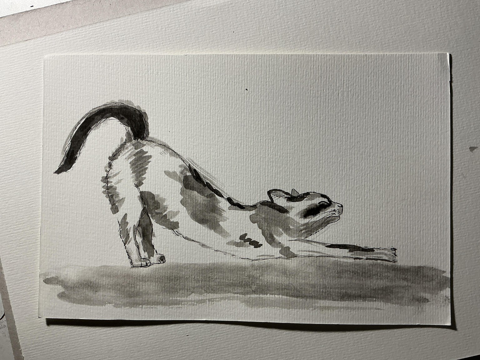 Stretchy cat - image 1 - student project