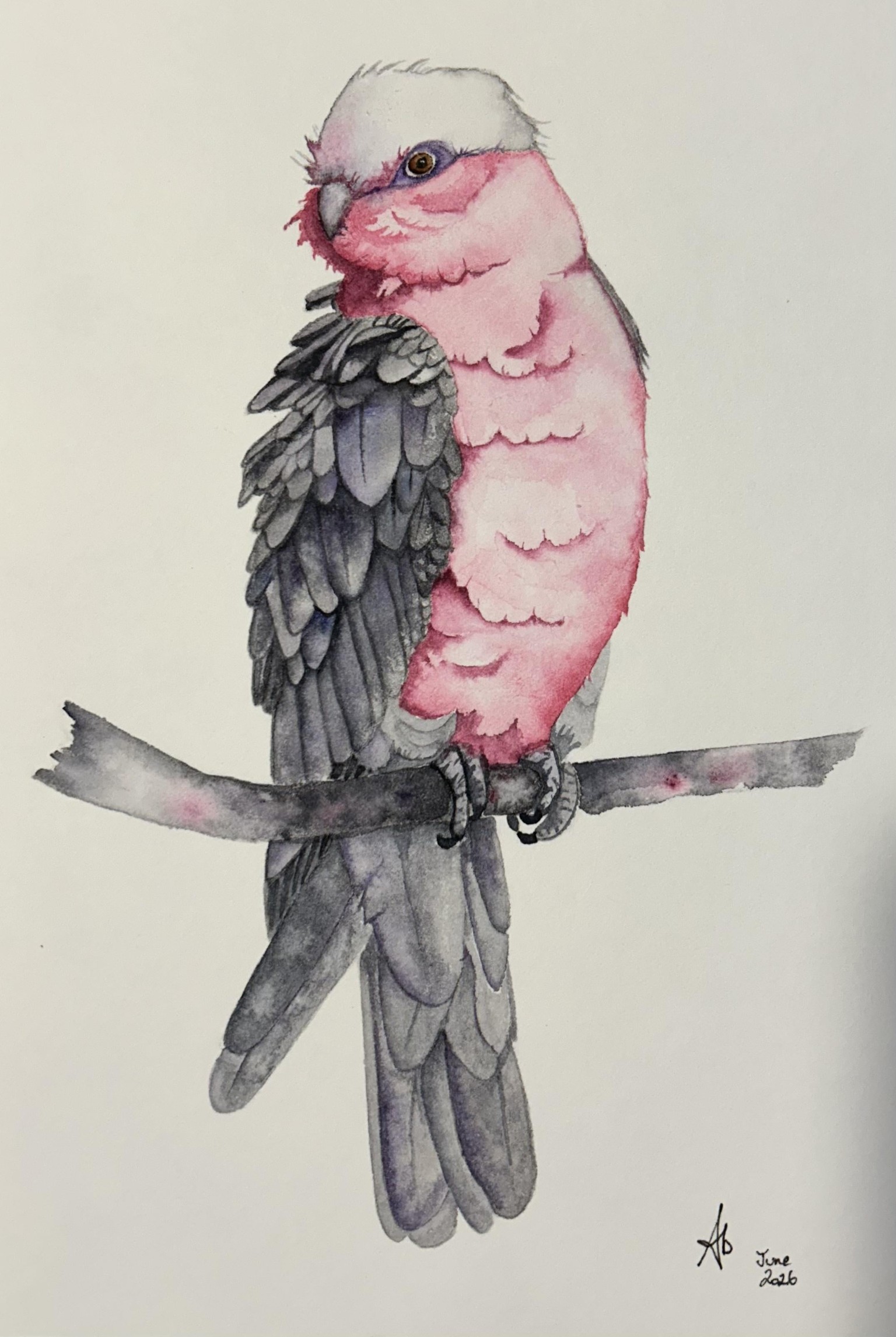 Giselle the Galah - image 1 - student project