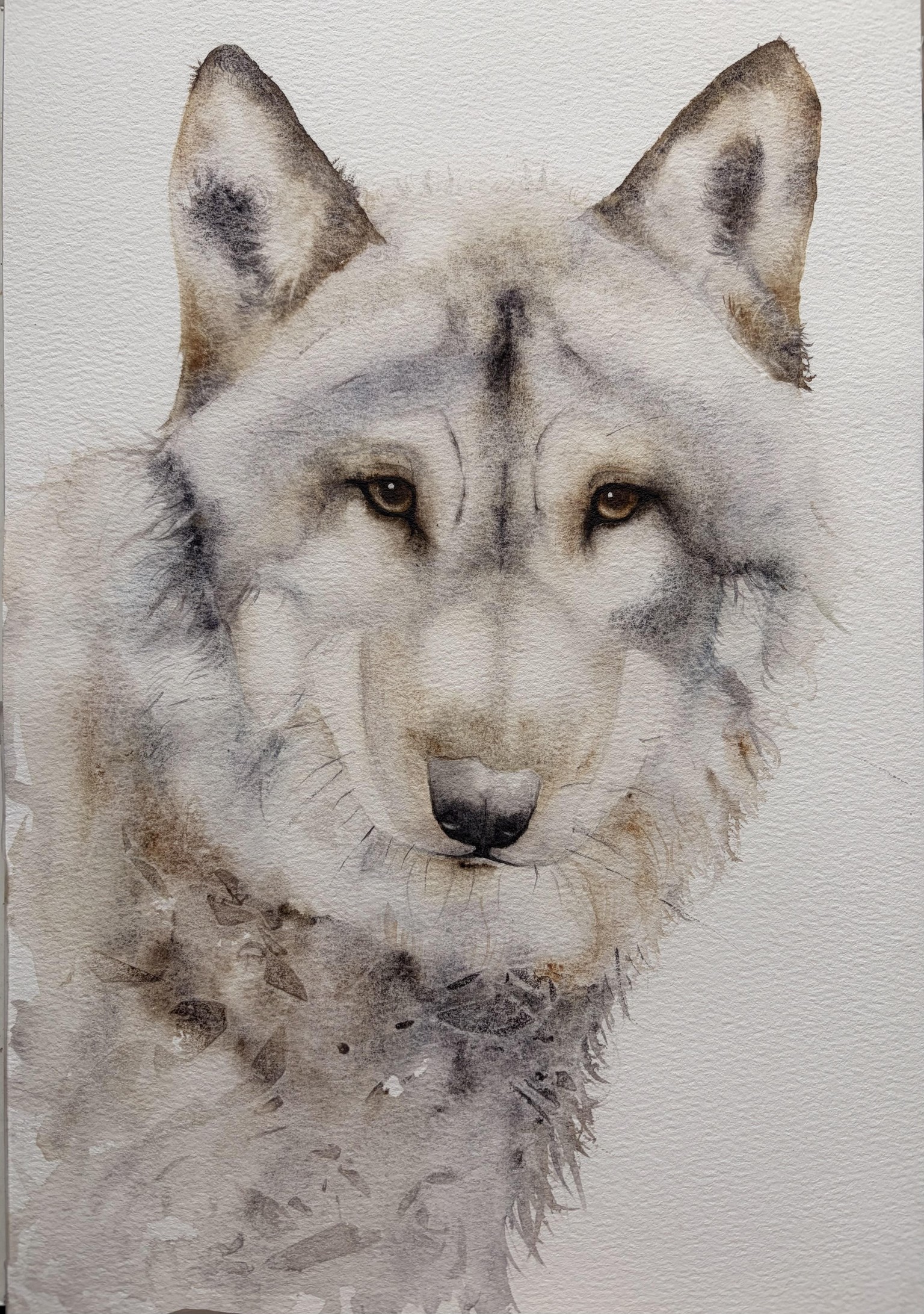Wolf - image 2 - student project
