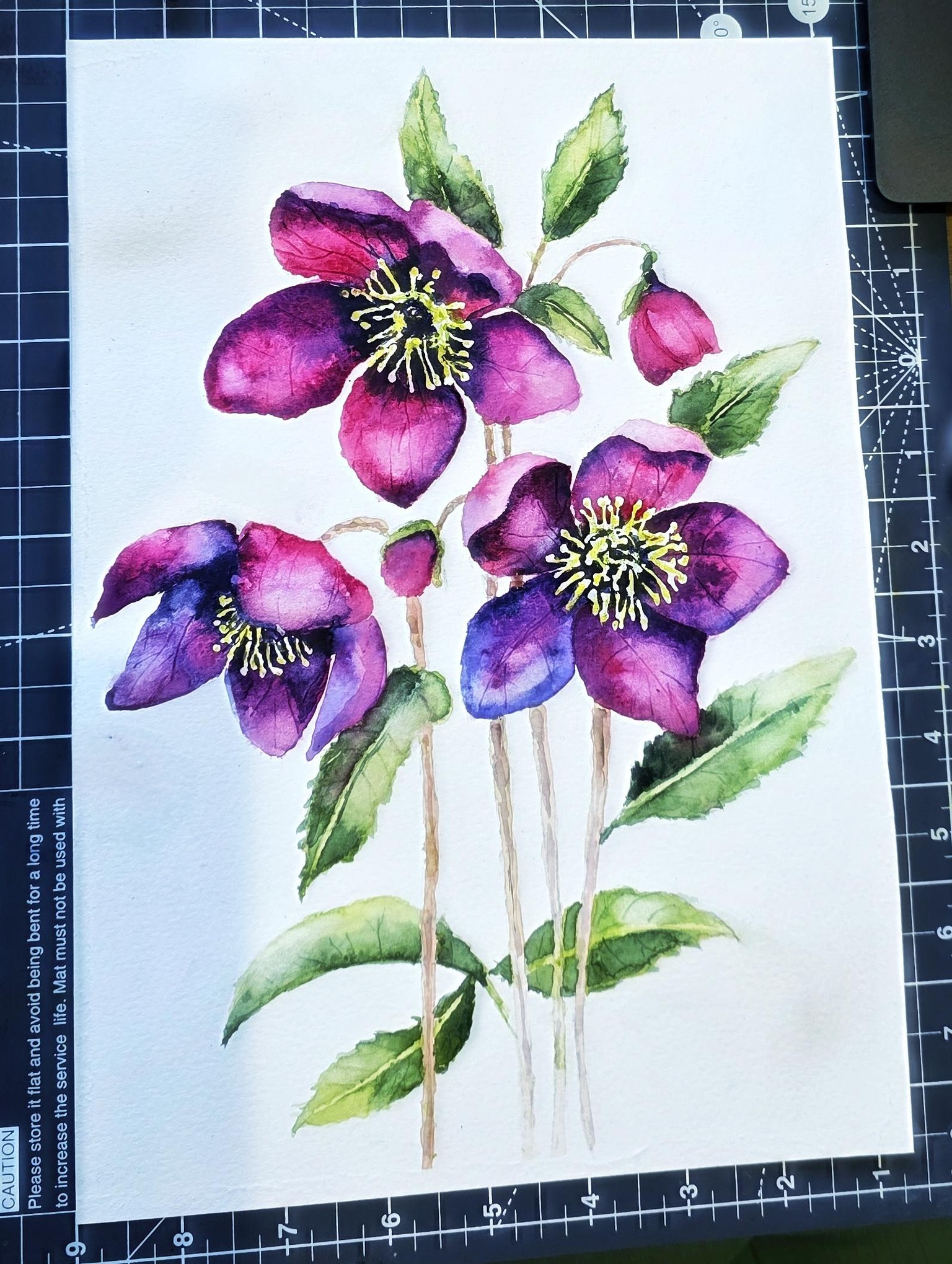 Hellebore flowers - image 1 - student project