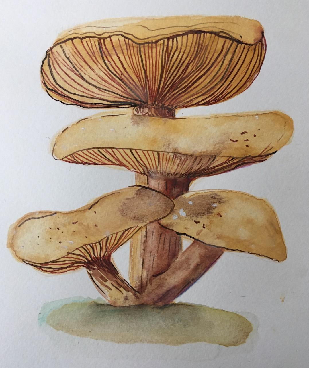 Mushrooms and company - image 1 - student project