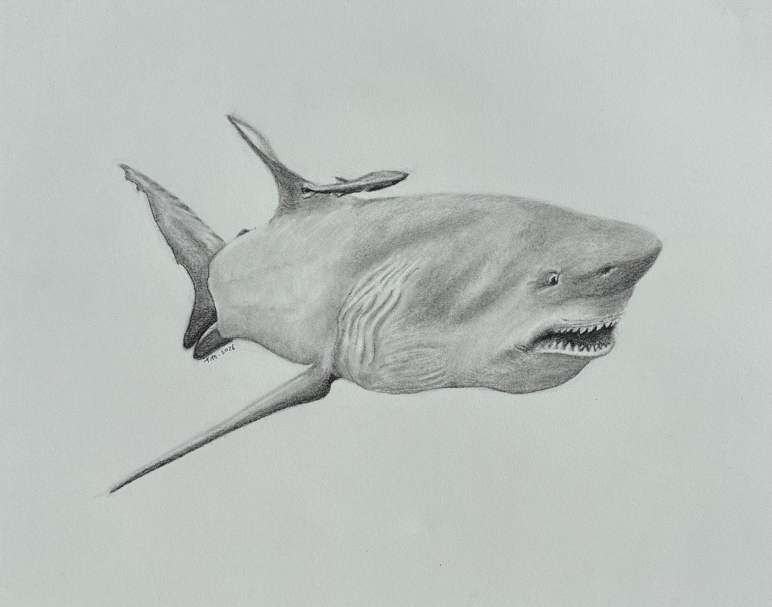 Charcoal Bull Shark with Remora - image 3 - student project
