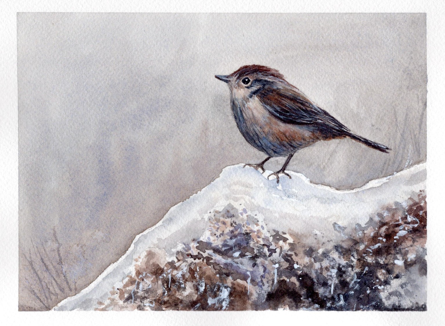 Winter Wren - image 1 - student project