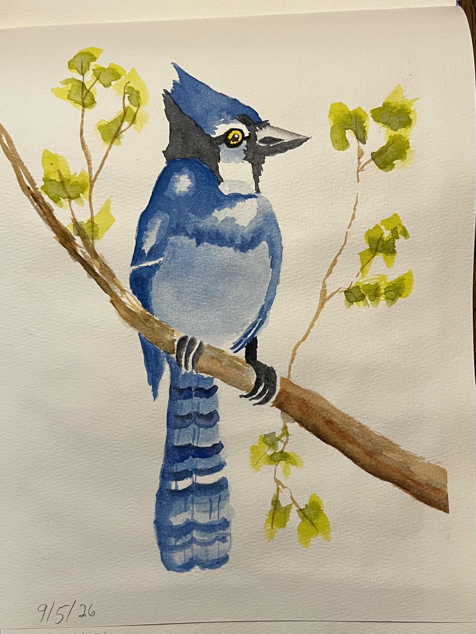 Birds - image 1 - student project