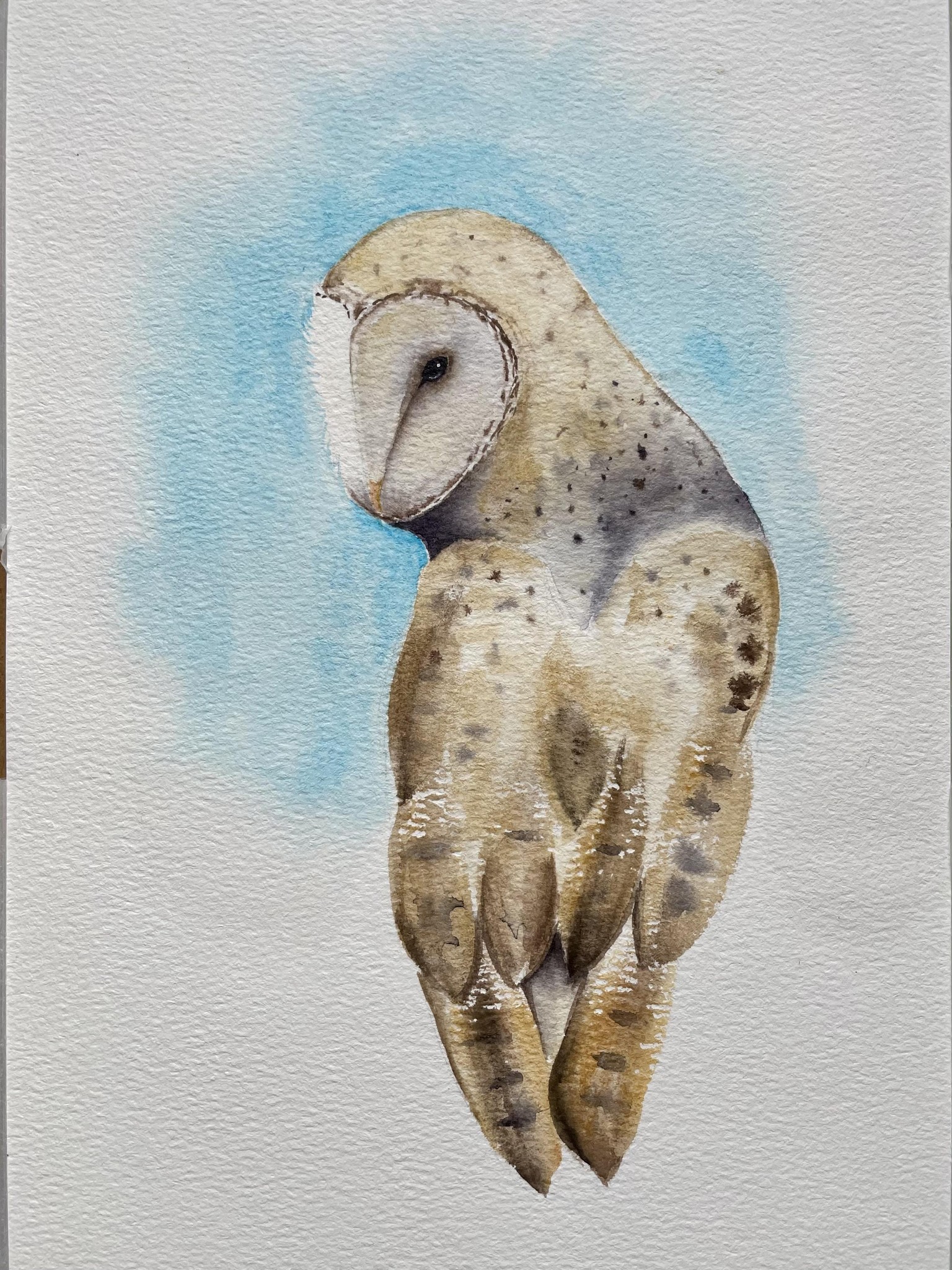 Barn Owl - image 1 - student project