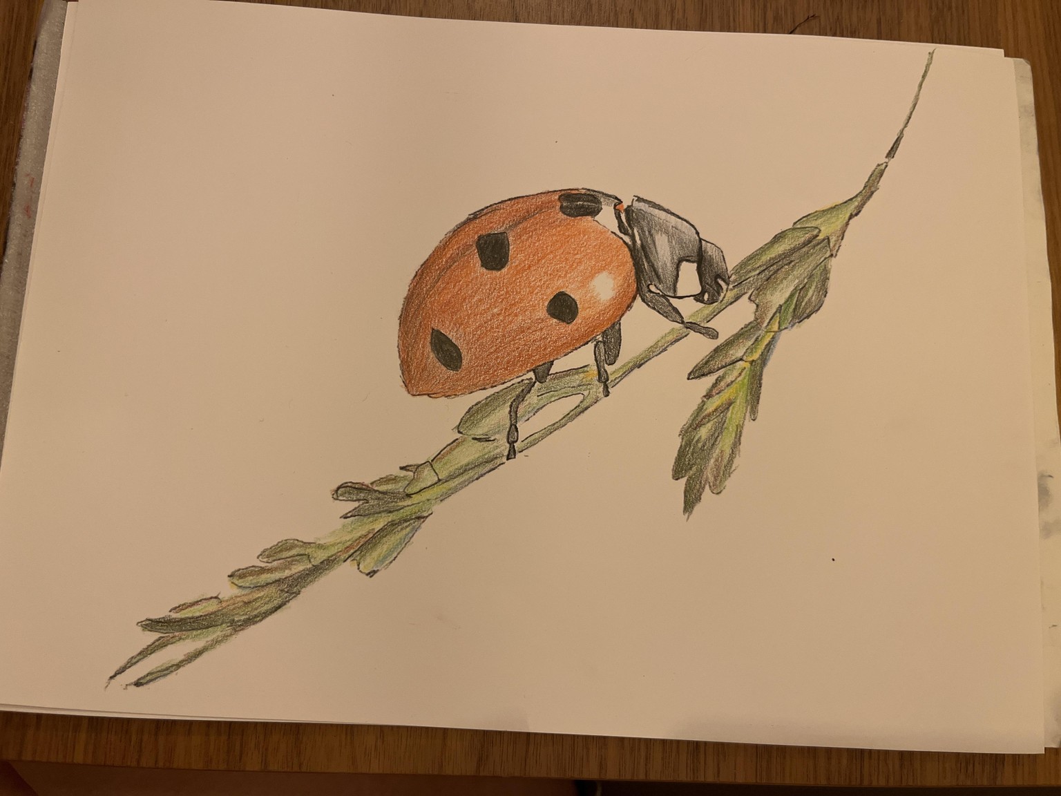 Ladybug - image 1 - student project