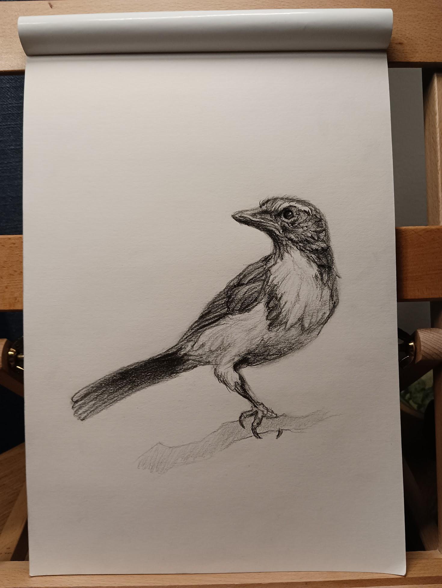 Sketch of a Scrub Jay - image 1 - student project