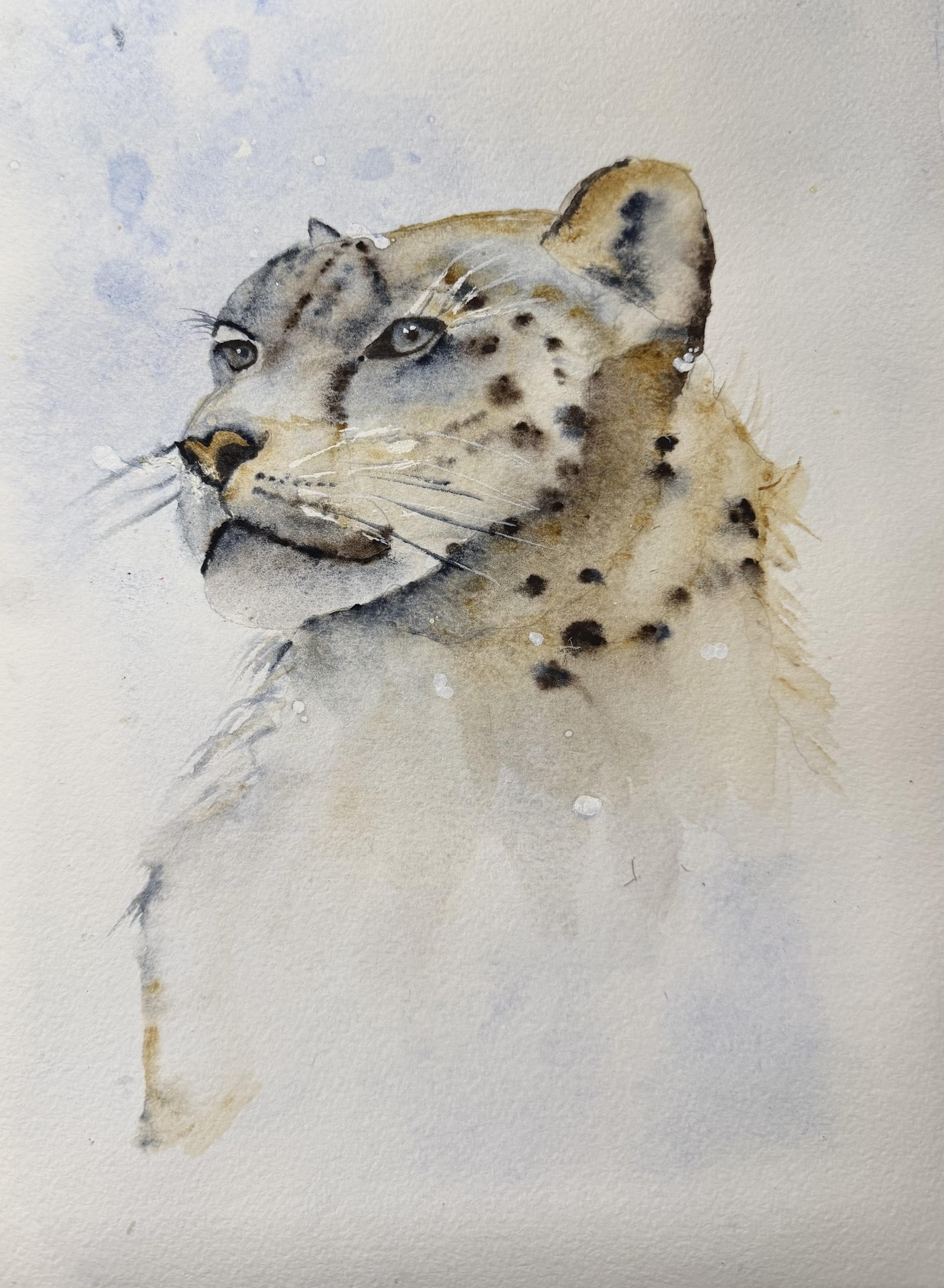 My snow leopard! - image 1 - student project