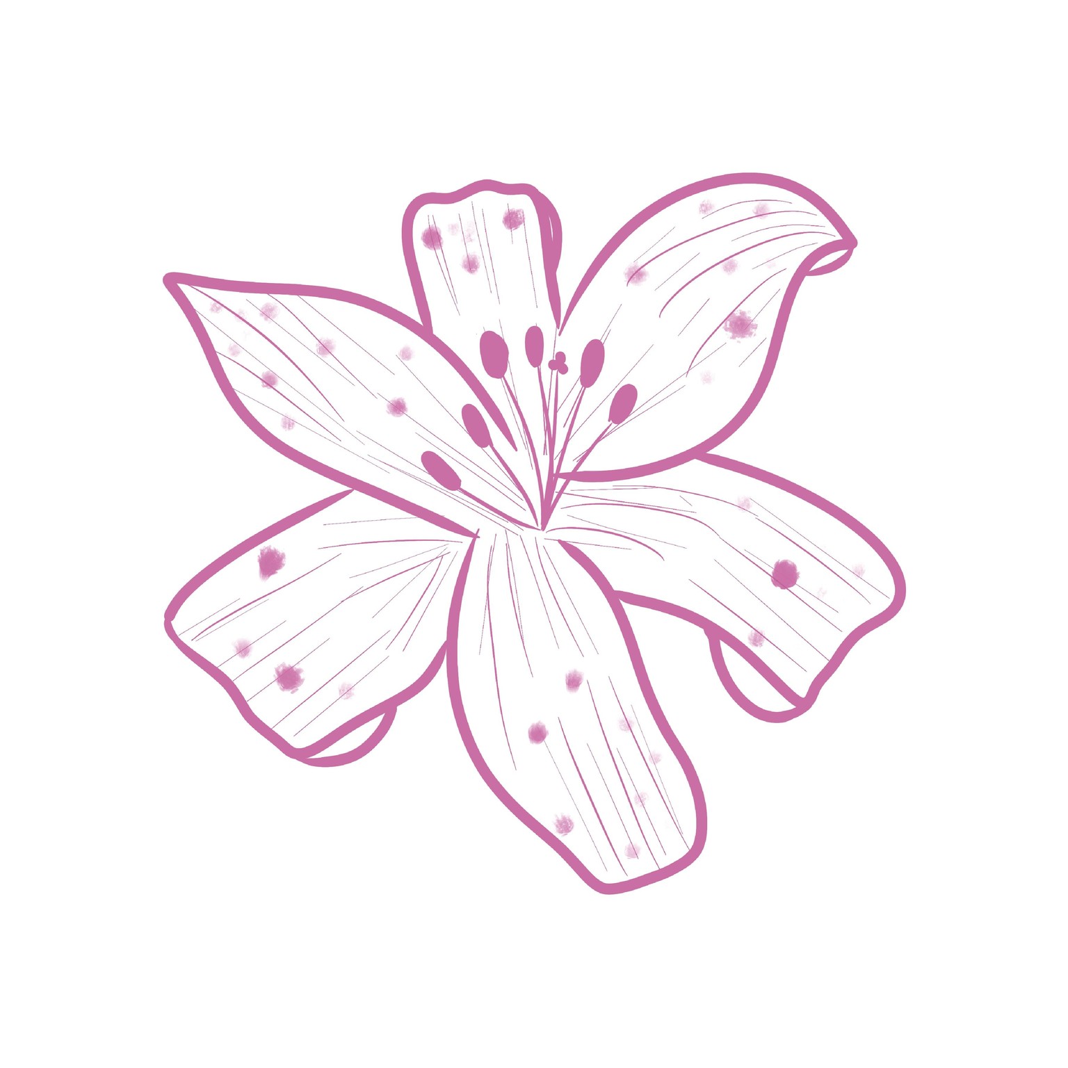 Lily Sketch - image 1 - student project