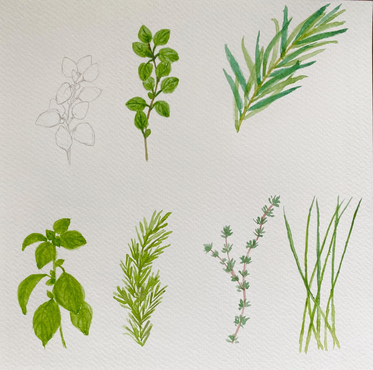 Simple herbs - image 1 - student project