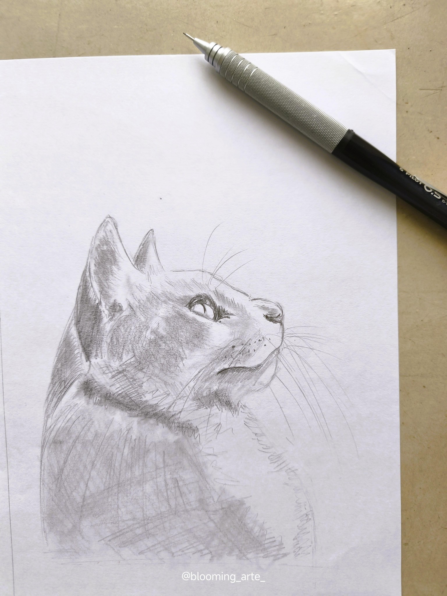 Sketching Animal Portraits: Breaking Down References & Proportions - image 3 - student project