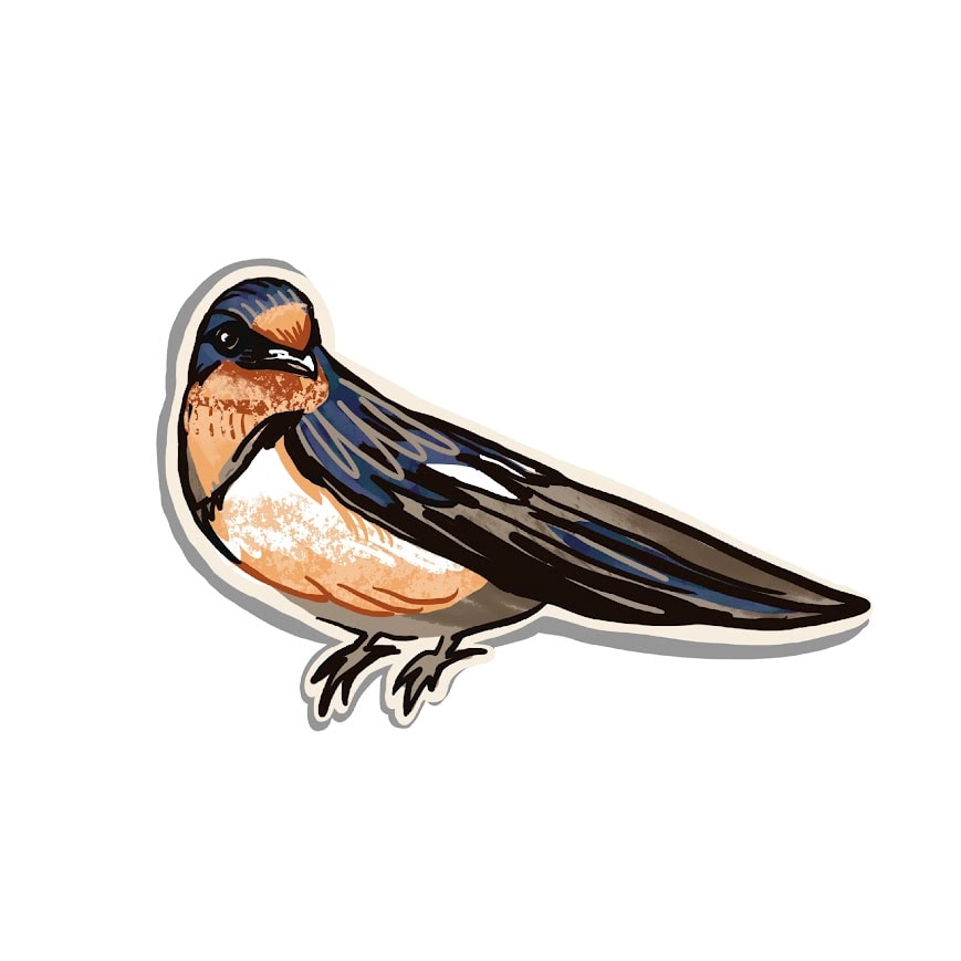 Barn Swallow - image 1 - student project