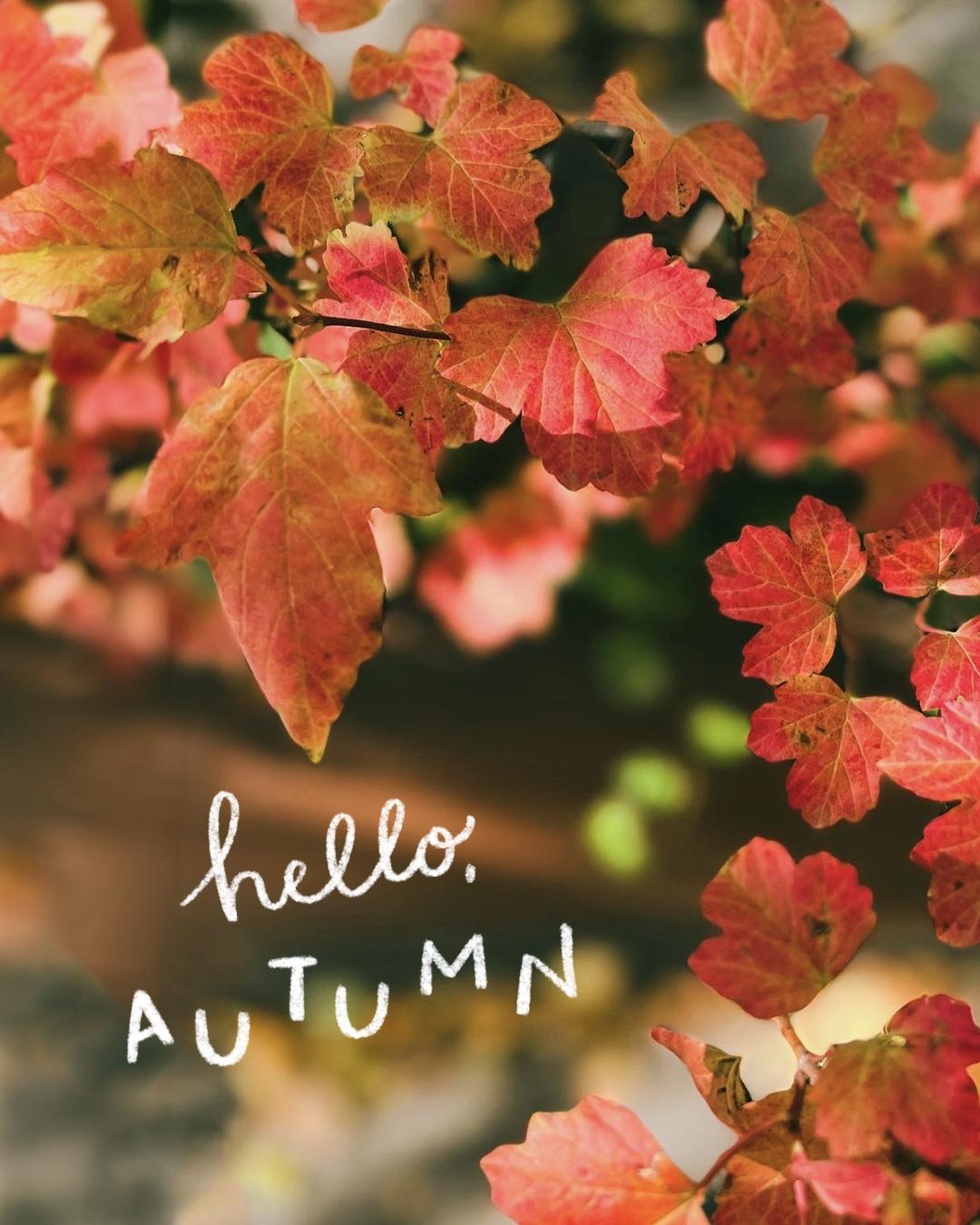 Hello, Autumn 🍁 - image 1 - student project