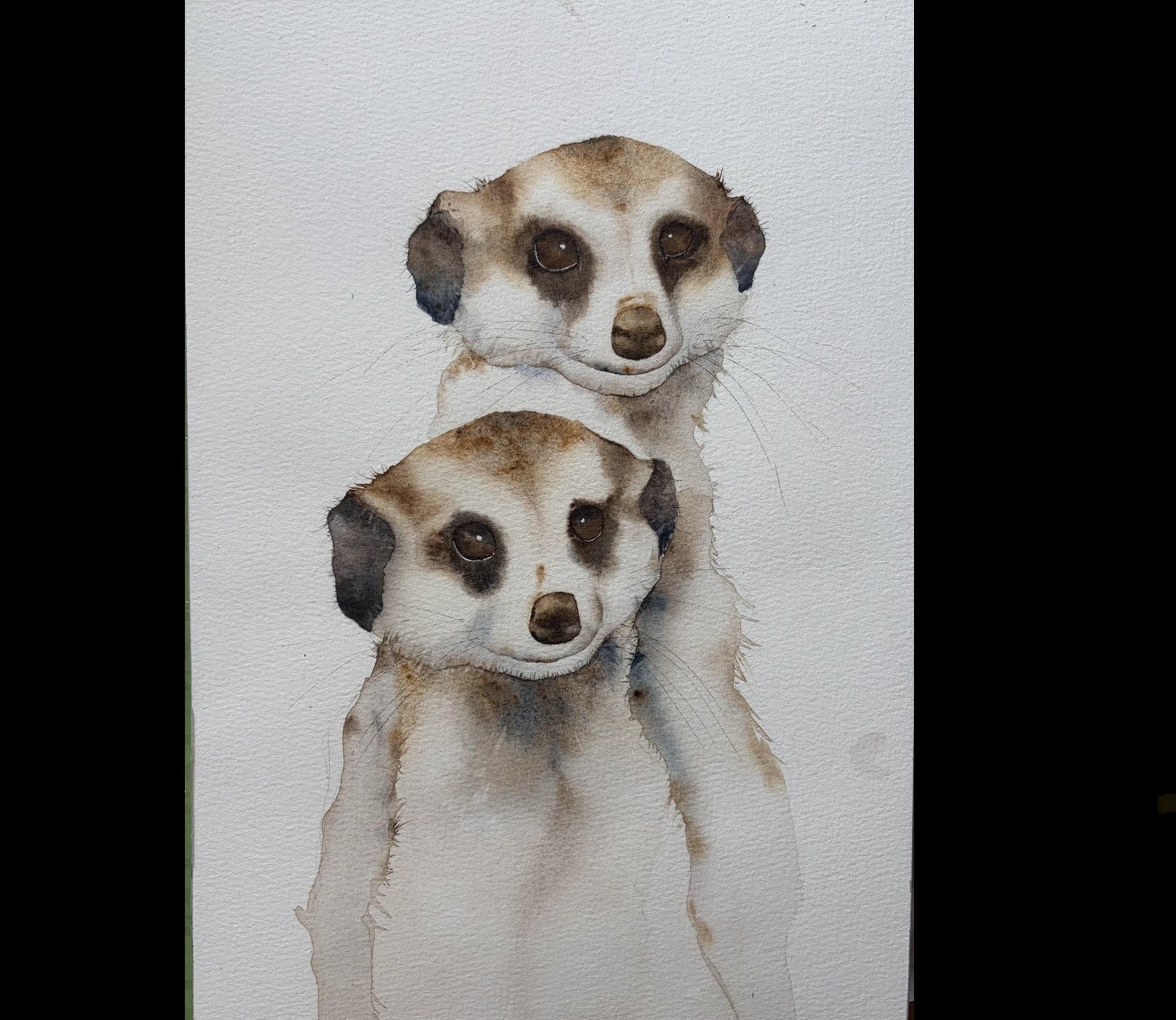 Meerkats - image 1 - student project