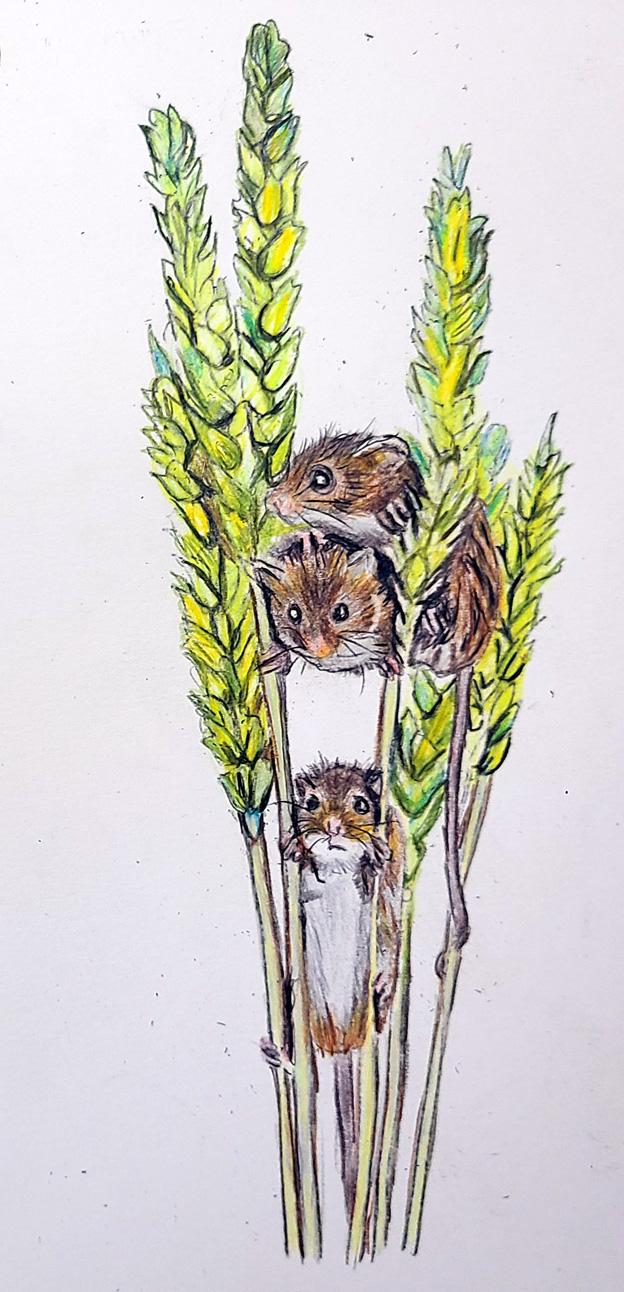 Loose Interpretation of the mice in the barley - image 1 - student project