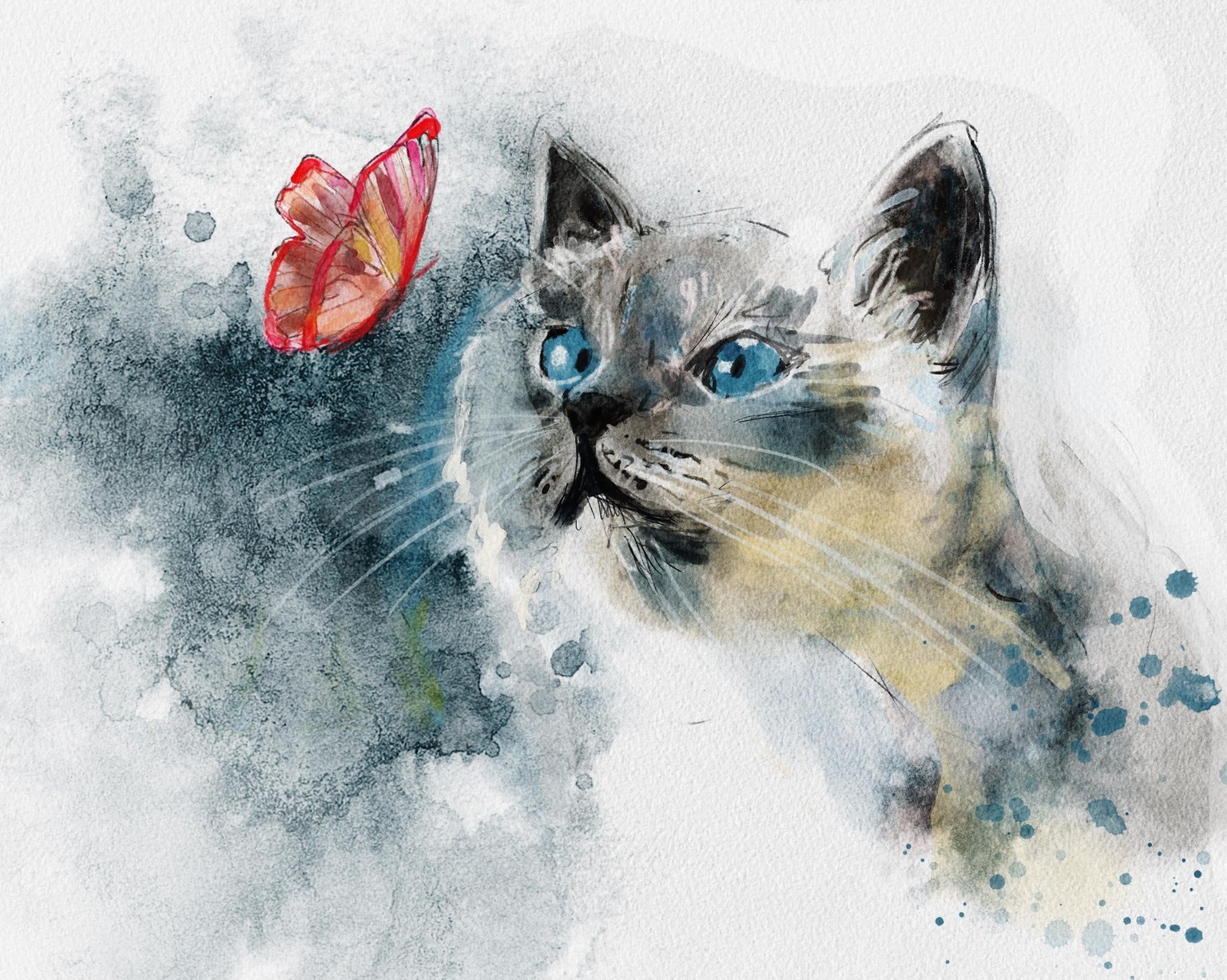 cat - image 1 - student project