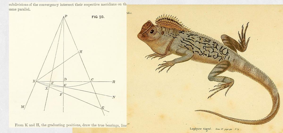 Lizard Vintage Collage - image 3 - student project