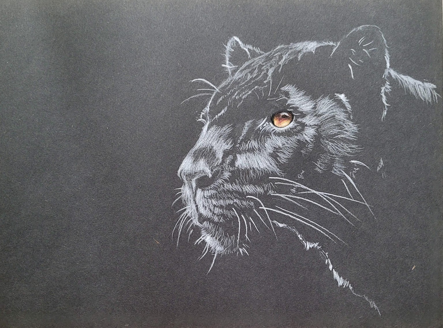 Lápices de color sobre papel negro: Pantera - image 1 - student project