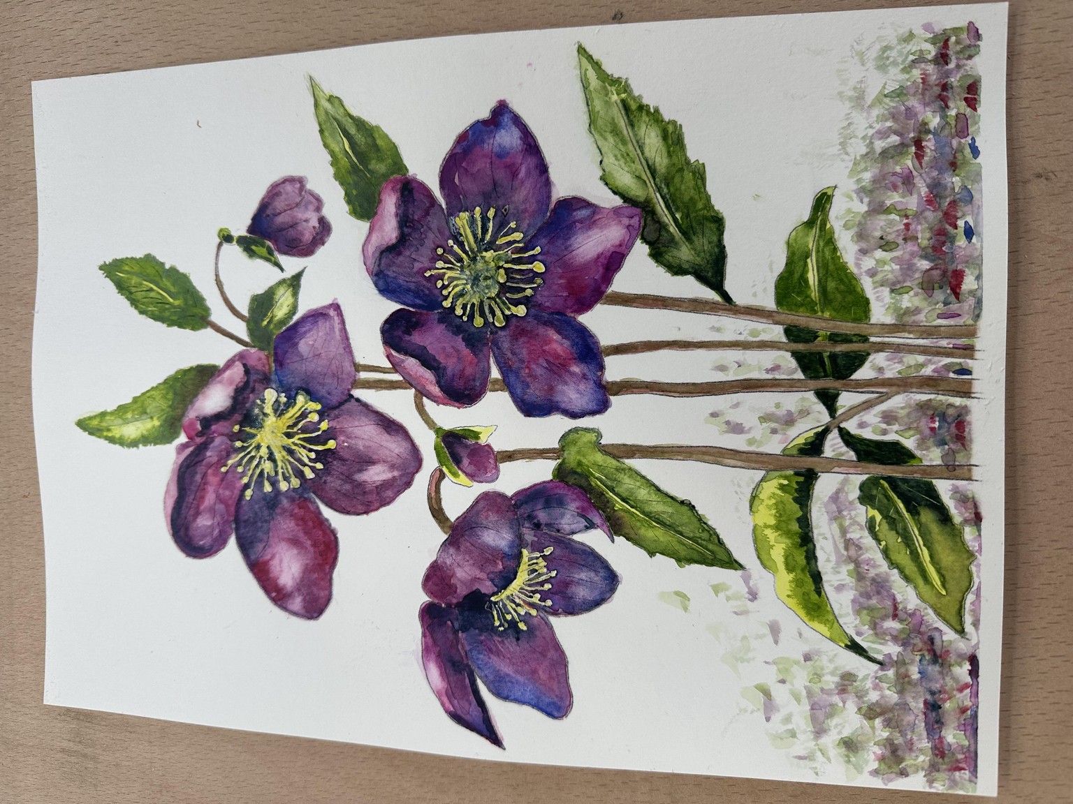 Hellebores - image 2 - student project