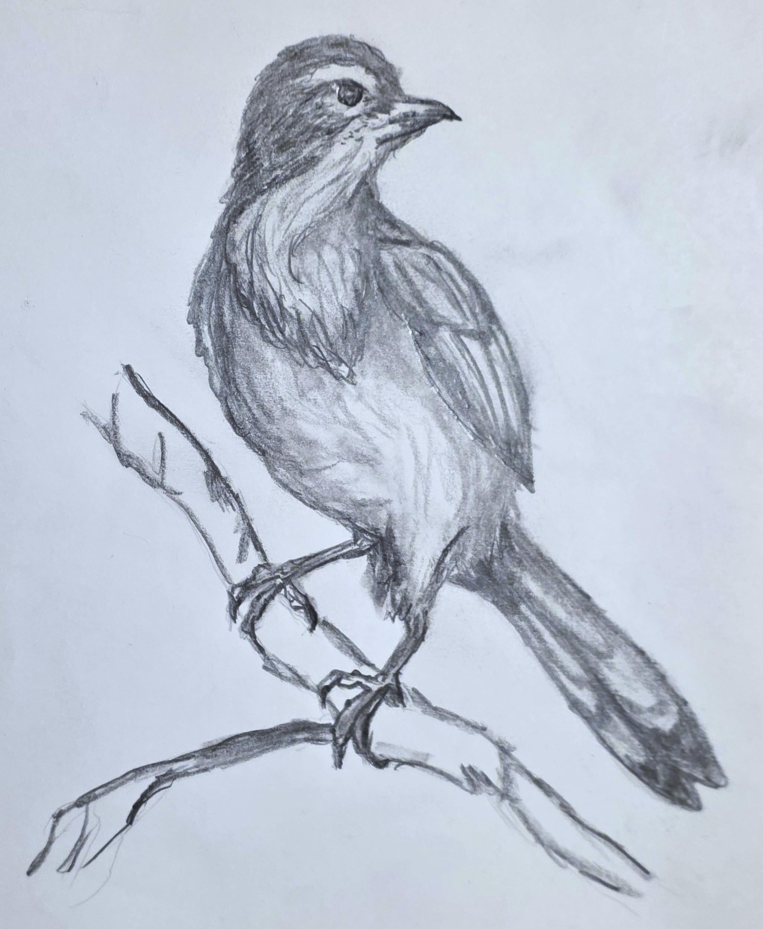 My Very First Bird - image 1 - student project