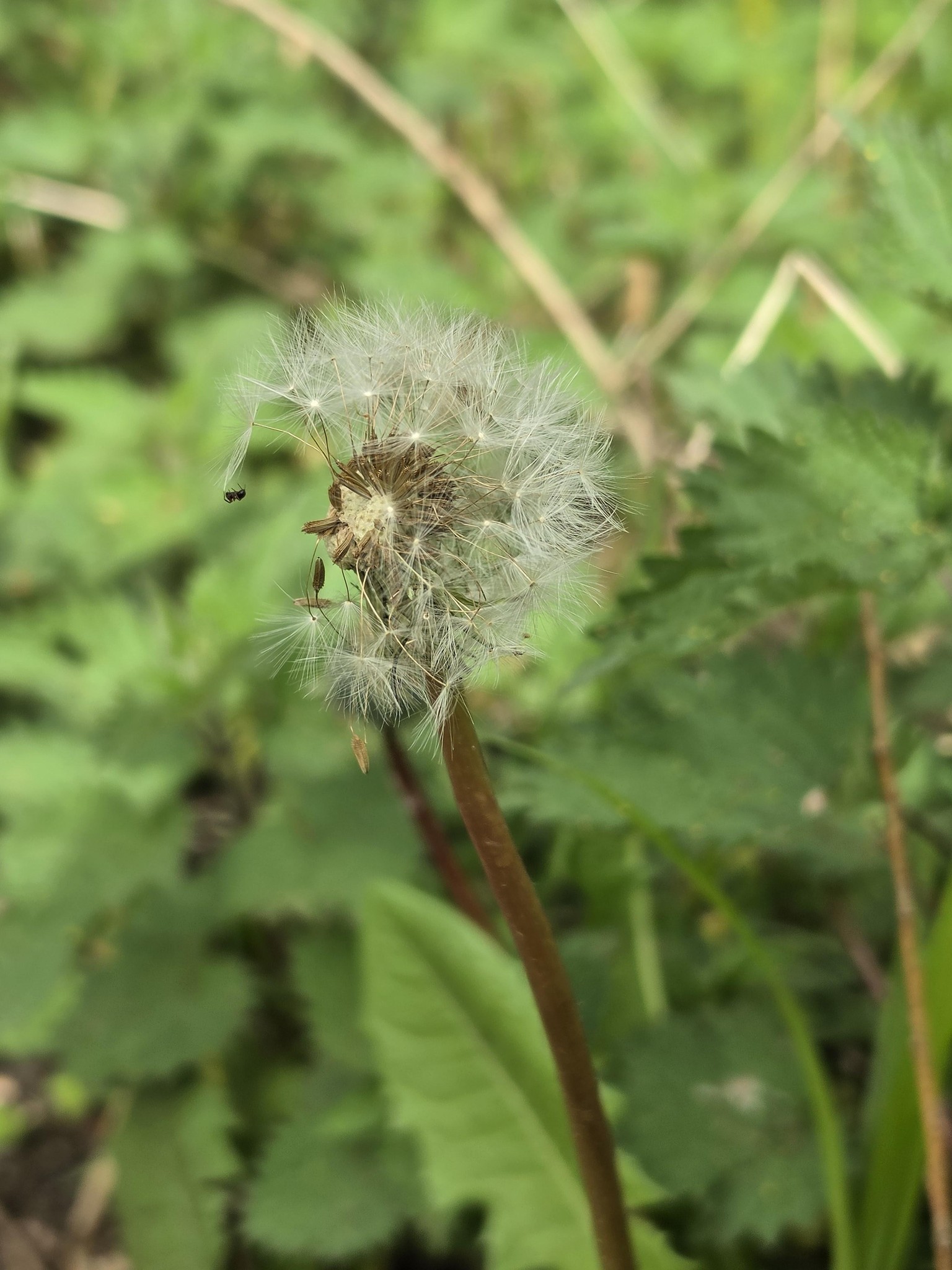 Close up  nature Photography - image 3 - student project
