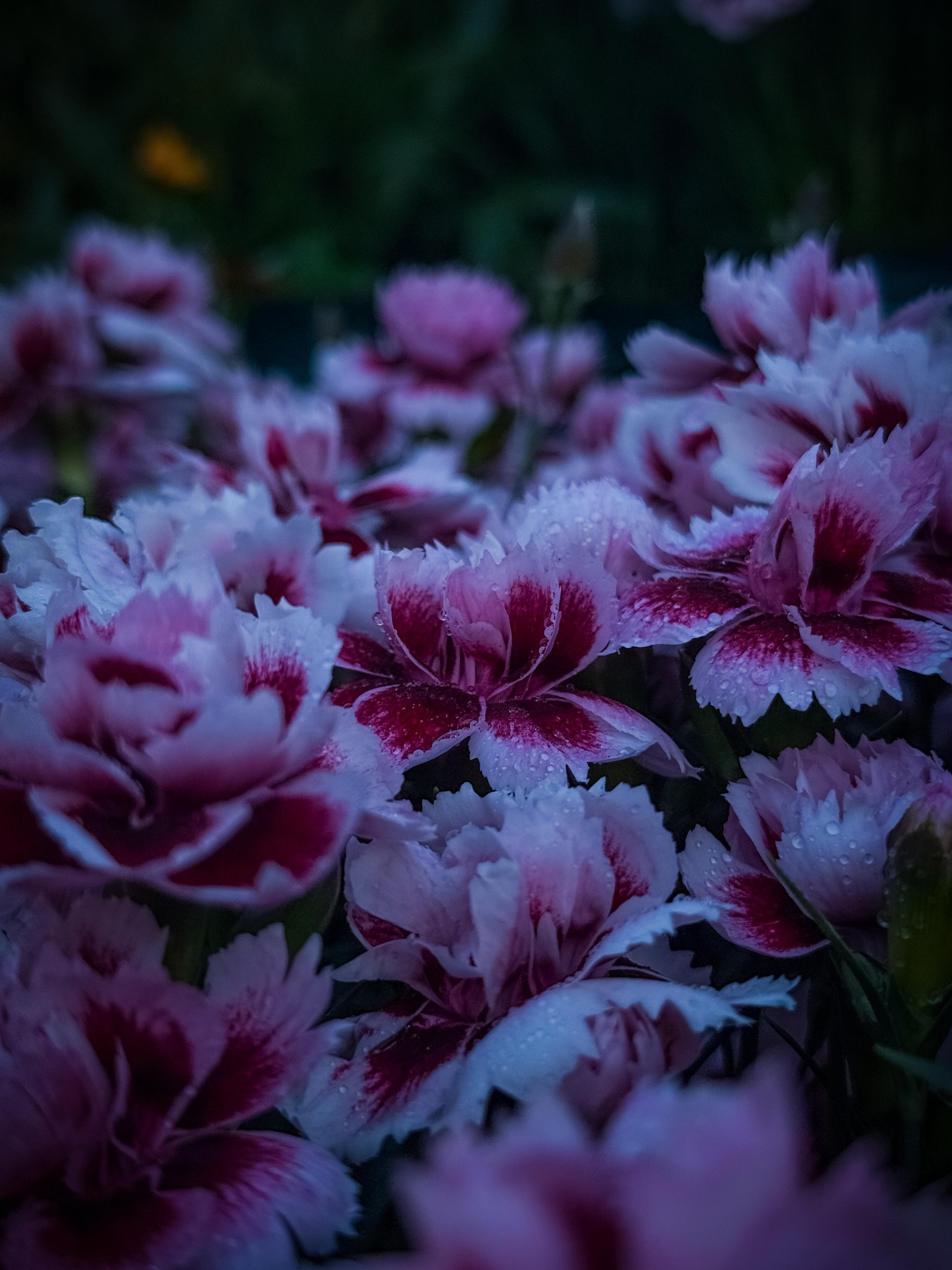 Flowers 🔥 - image 1 - student project