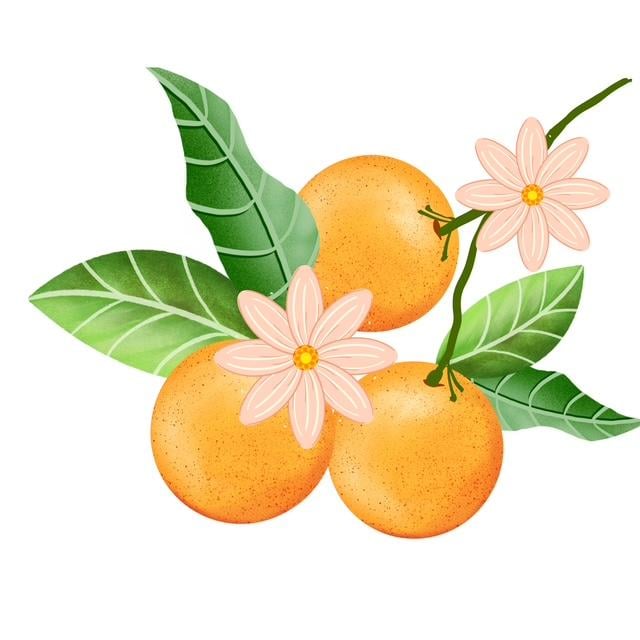 Fruit Illustrations & Assets - image 2 - student project