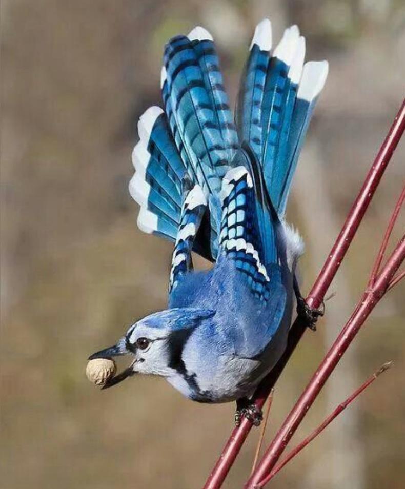 Bird - image 2 - student project