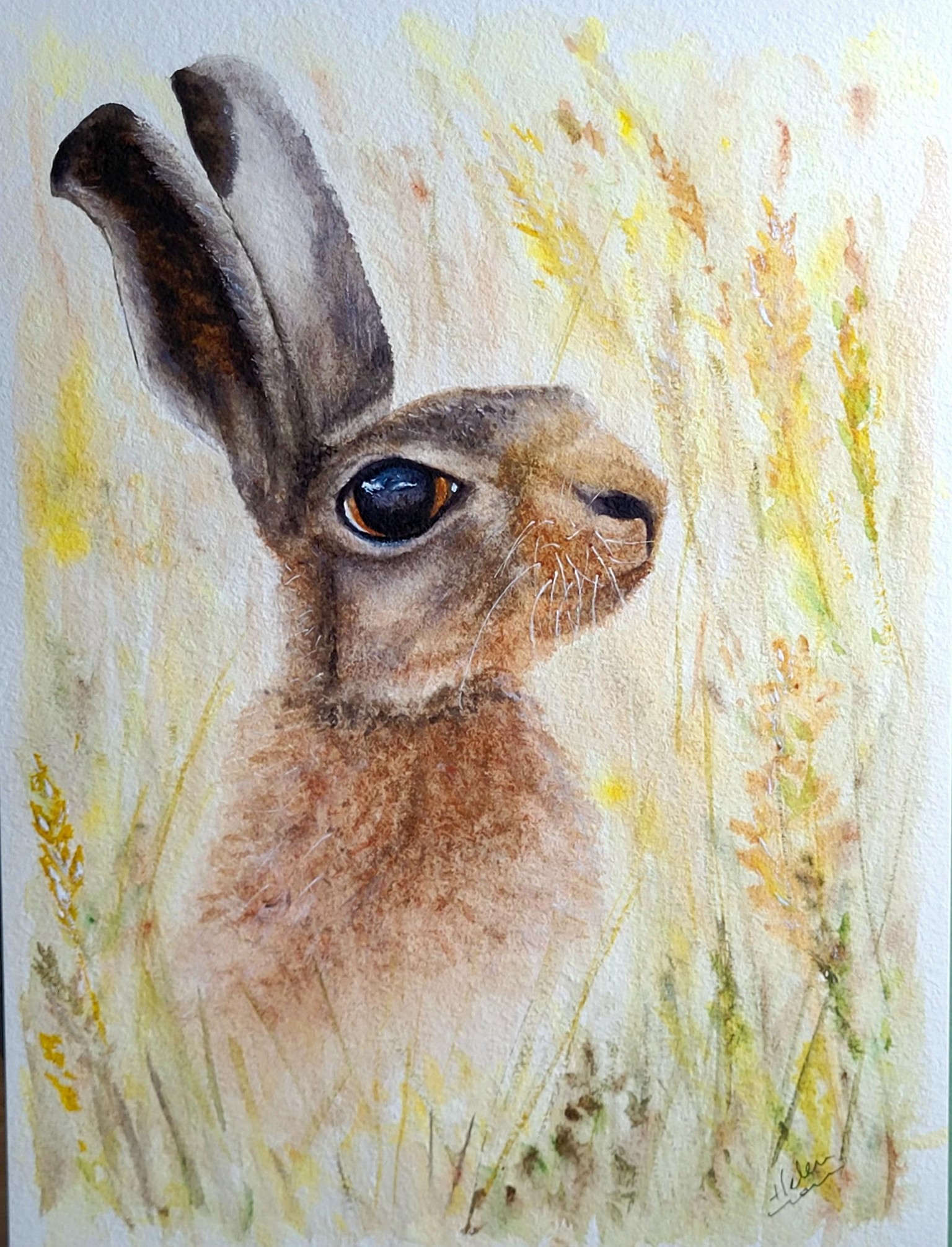 Hare in the corn - image 1 - student project