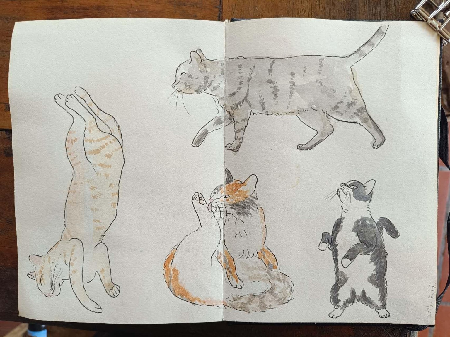 Sketching Cats Challenge - image 2 - student project