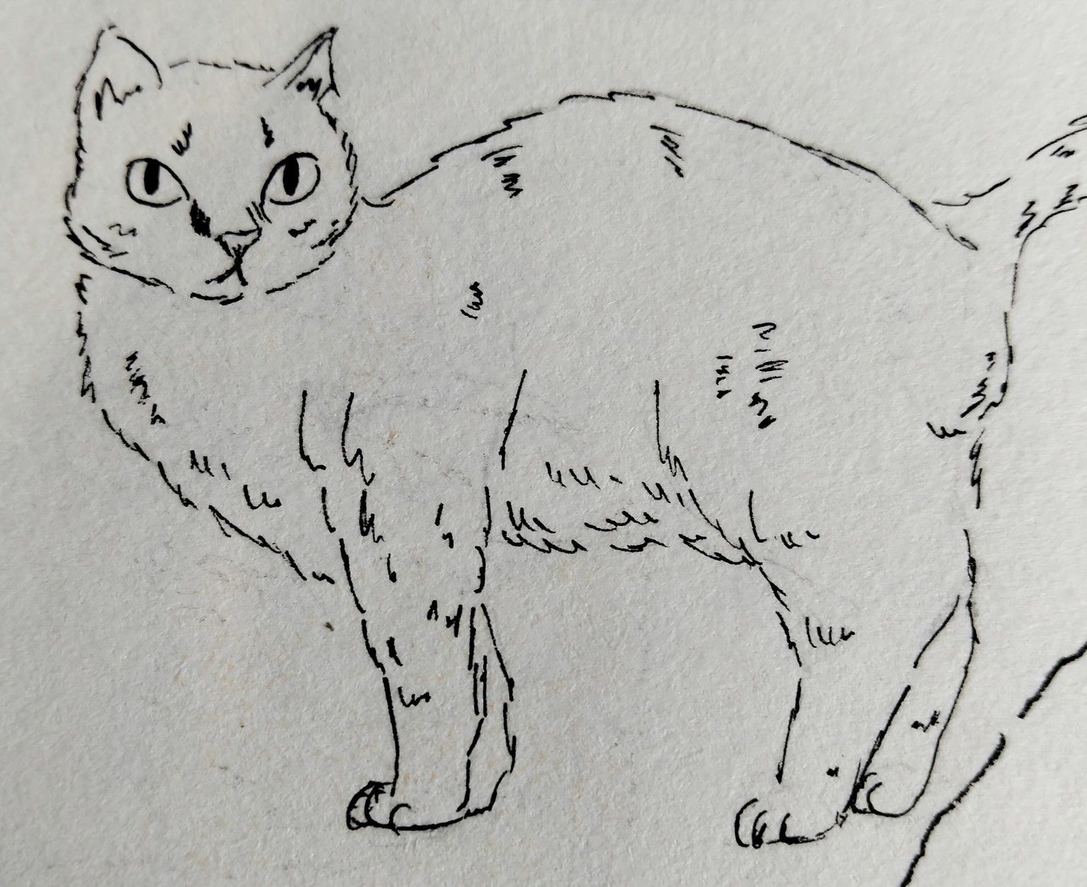 cat drawings - image 1 - student project