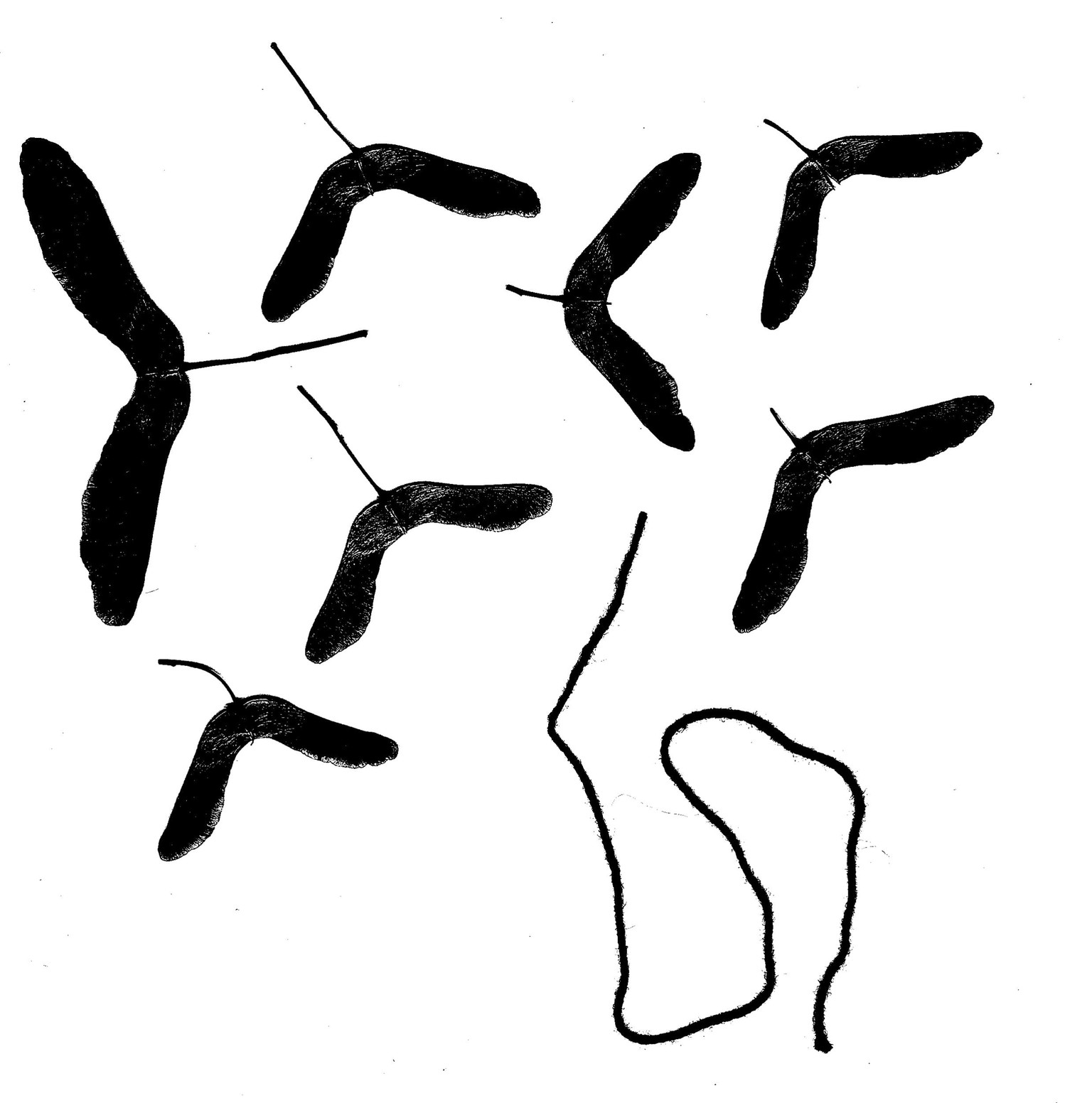 Maple Meadow Patterns - image 7 - student project