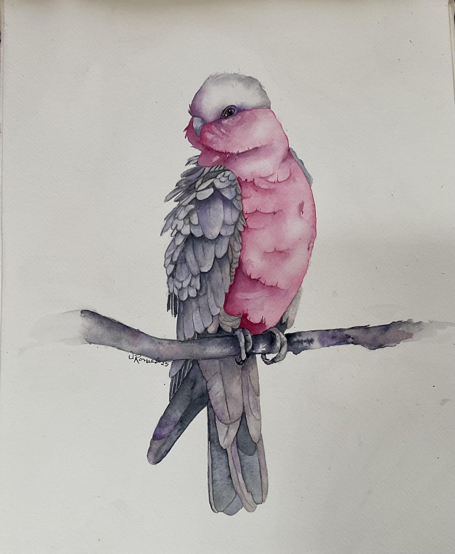 Galah - image 1 - student project