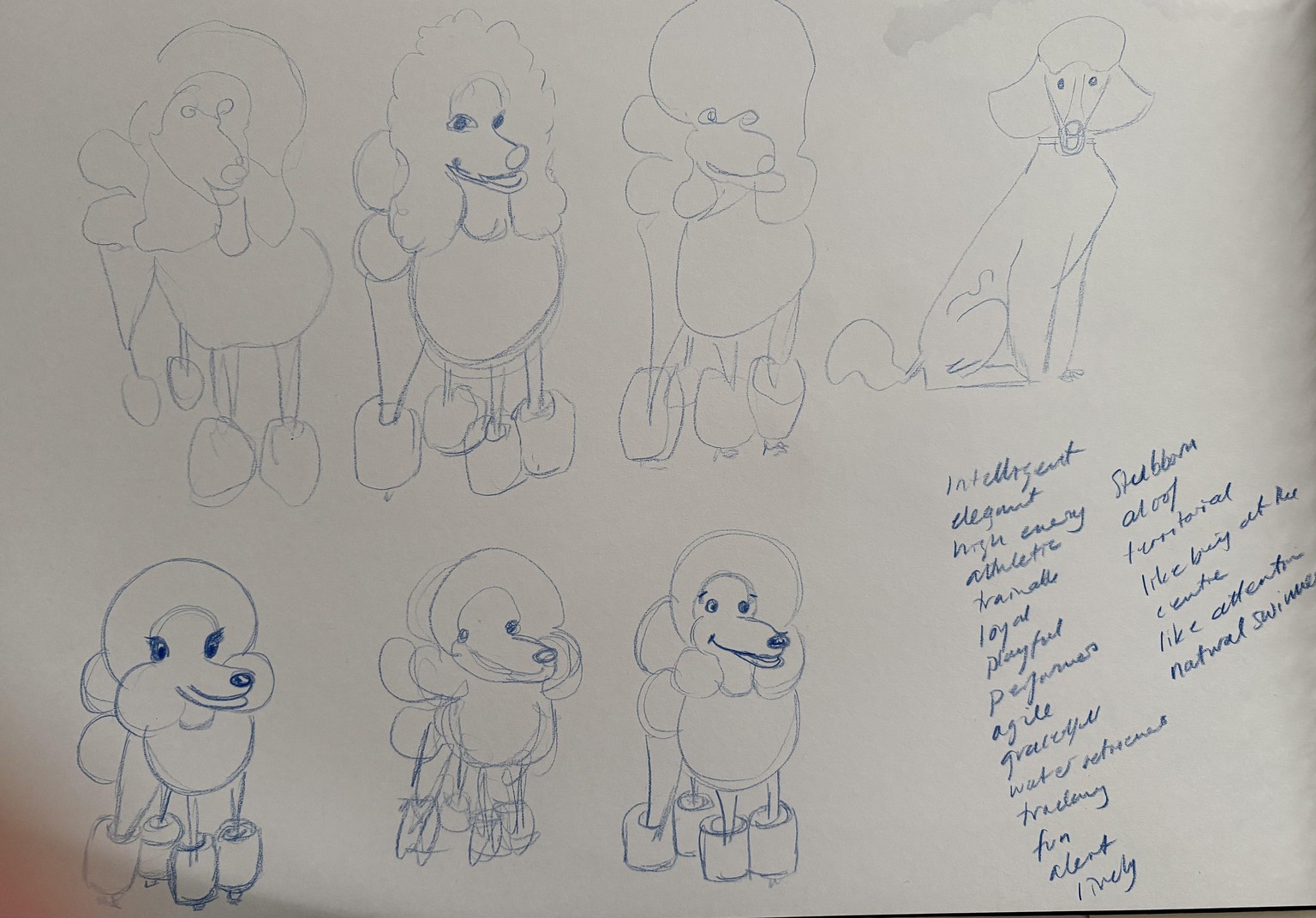 Prima Donna French Poodle - image 2 - student project