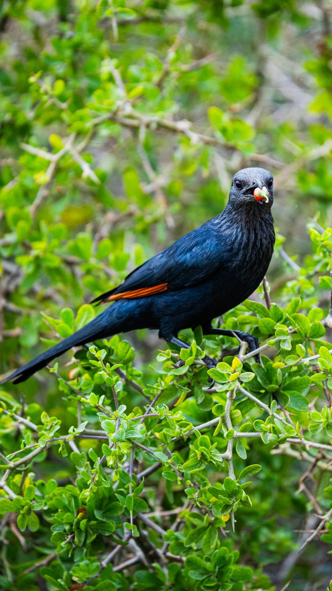 Starting with Wildlife Photography - image 1 - student project
