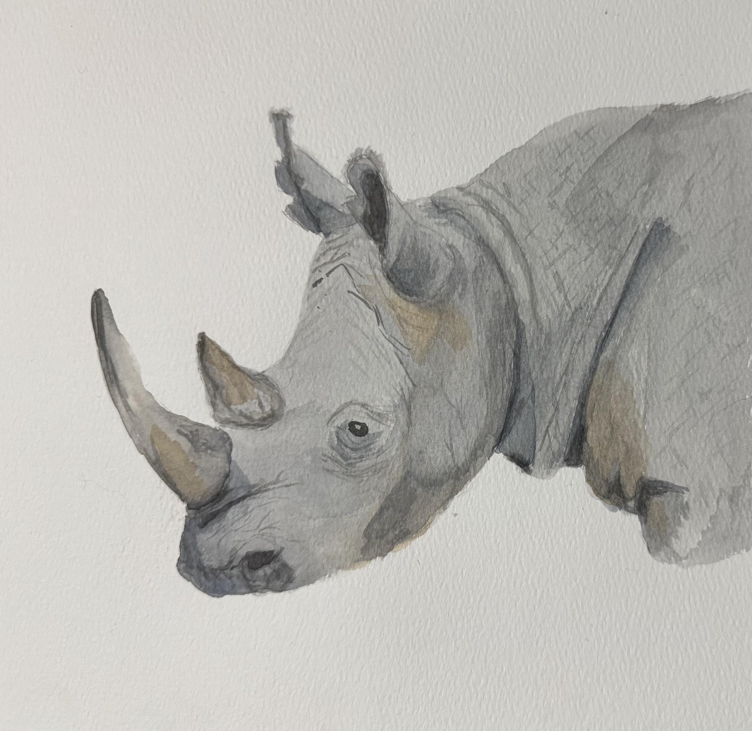 Rhino 🦏 - image 1 - student project