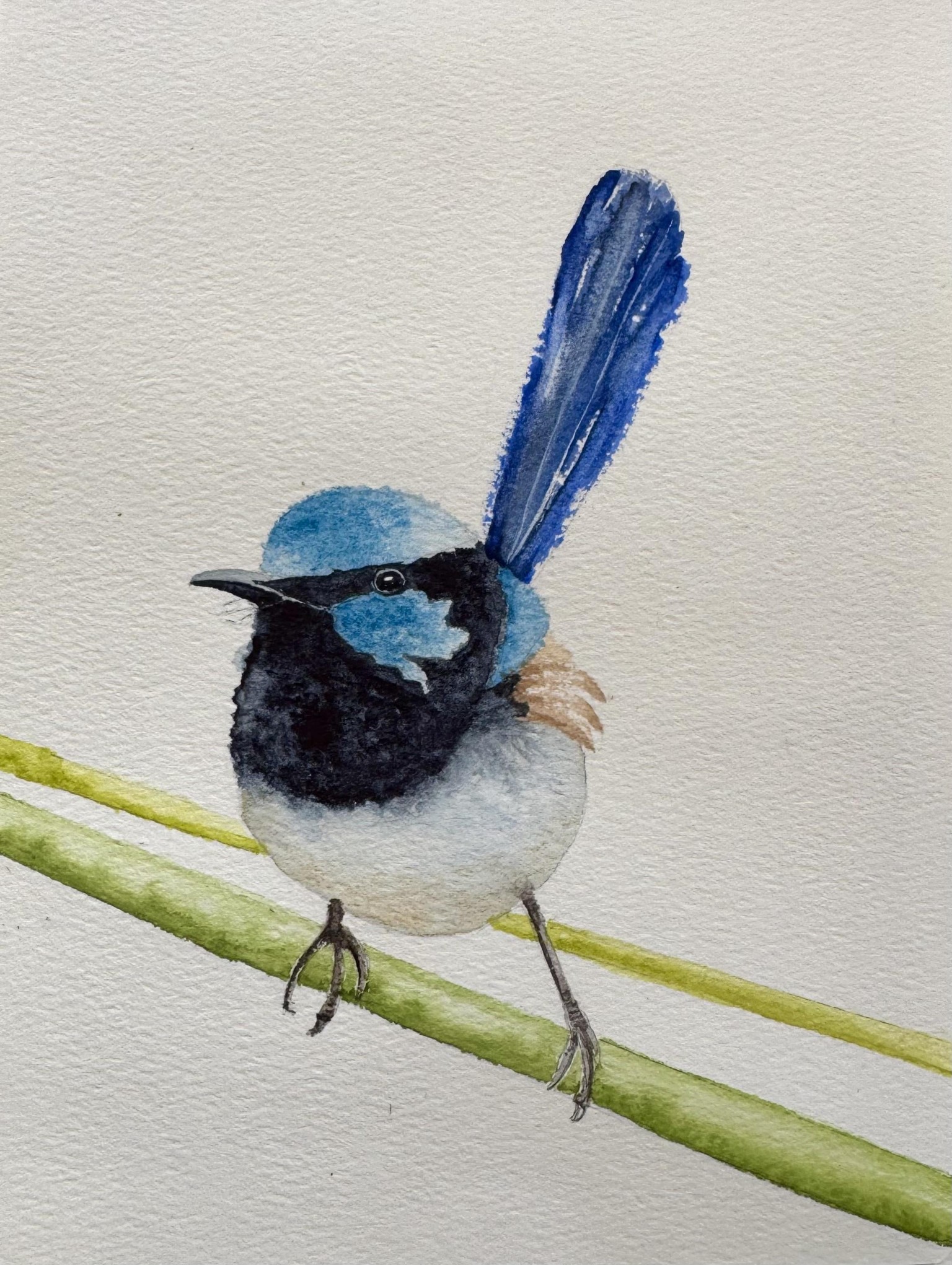 Superb Fairy Wren - image 3 - student project