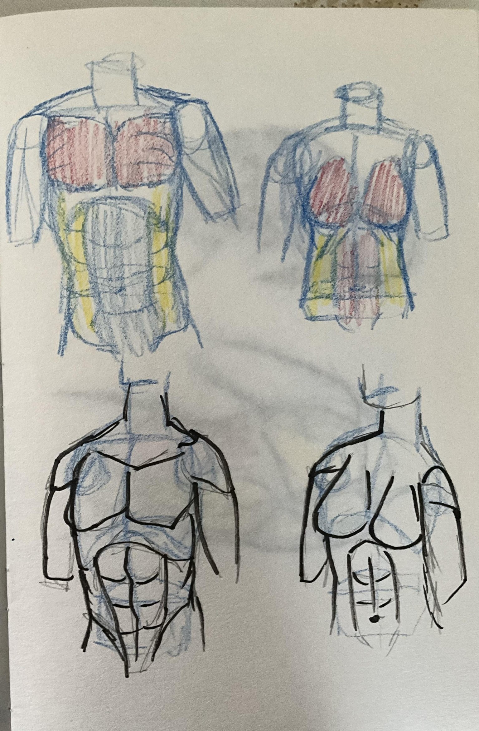 Walk though anatomy - image 3 - student project