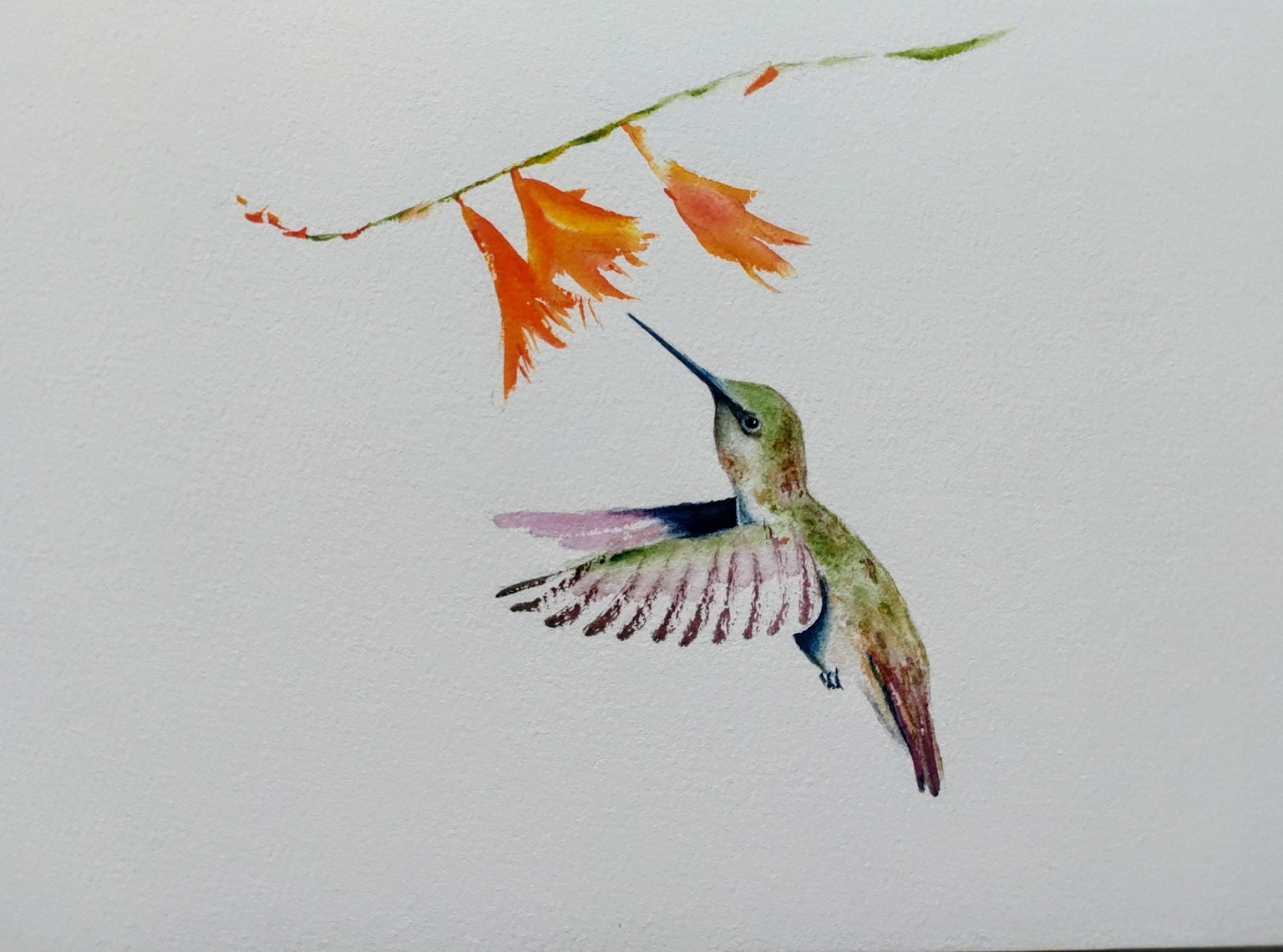 Hummingbird in watercolour - a class with Nadine Dudek - image 1 - student project