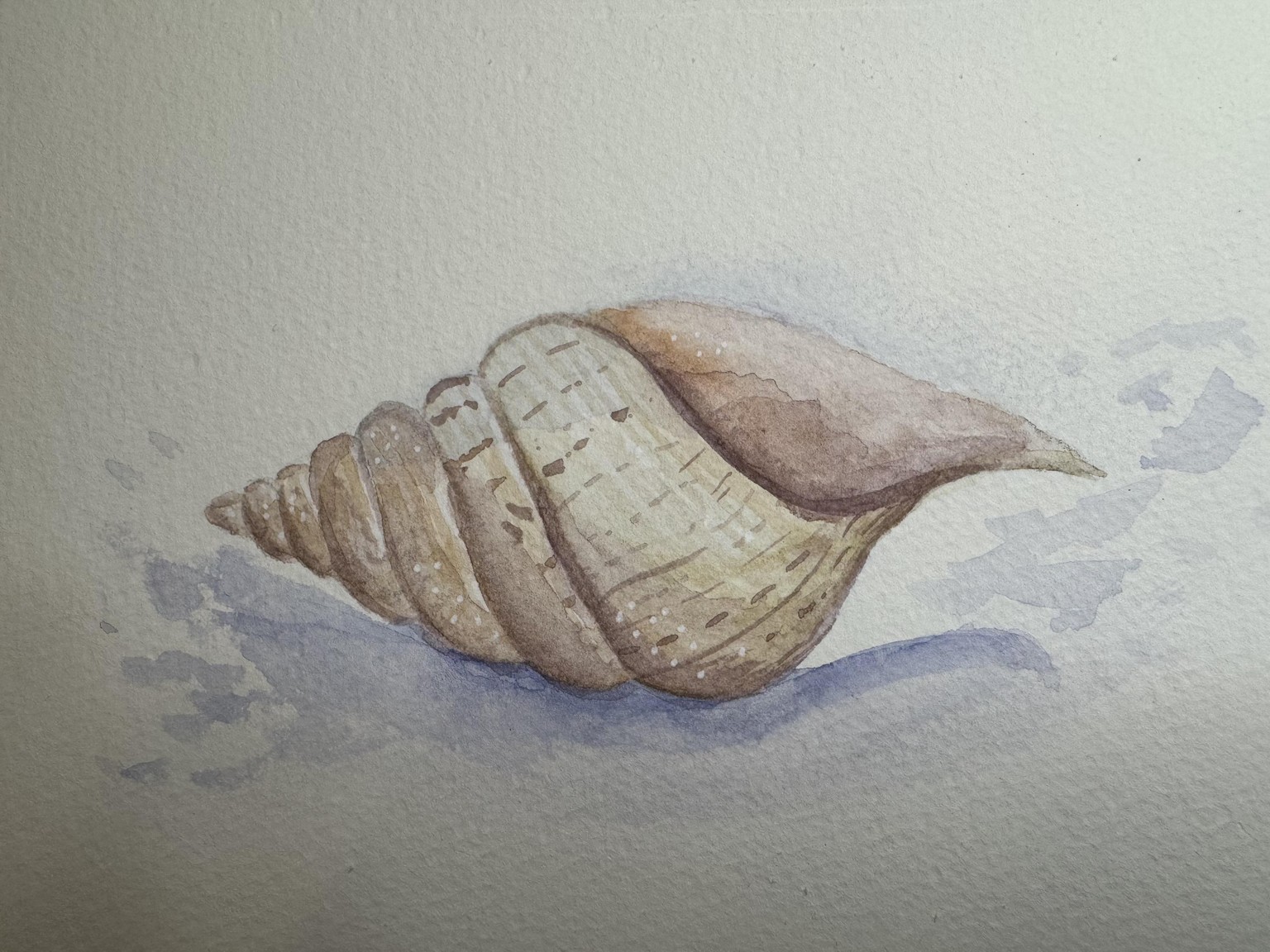 Seashell Watercolor - image 1 - student project